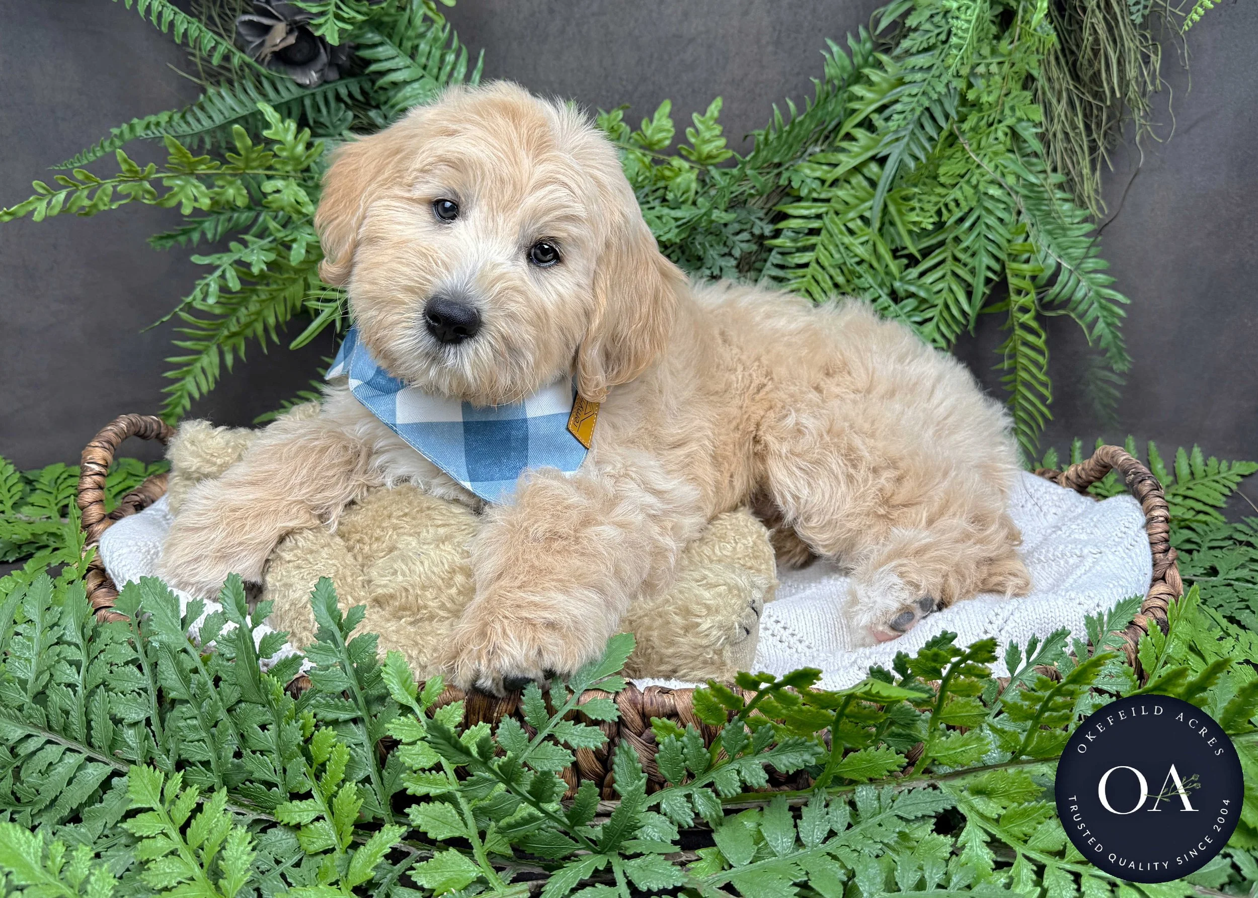 Cream F2bb Medium English Teddy Bear Goldendoodle Puppies For Sale Ready Nov Dec 2026 Okefeild Acres Missouri