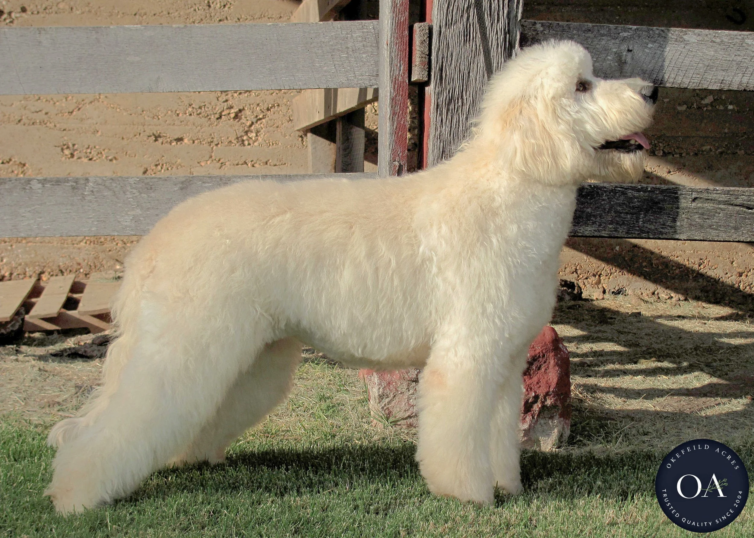 Okefeild Acres English Teddy Bear Goldendoodle Puppies For Sale Missouri