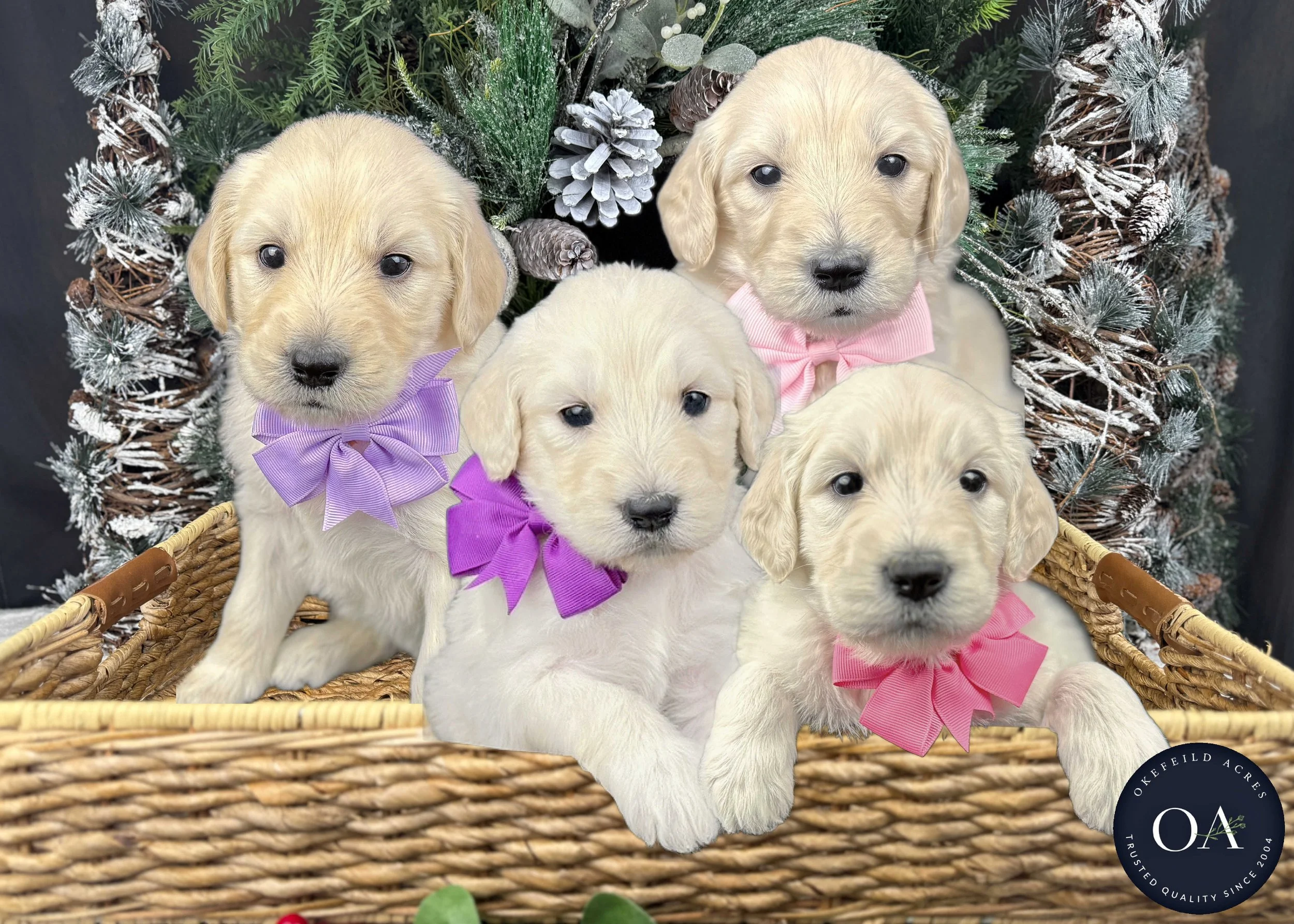 Cream F1 Standard Female English Teddy Bear Goldendoodle Puppies For Sale Okefeild Acres Missouri