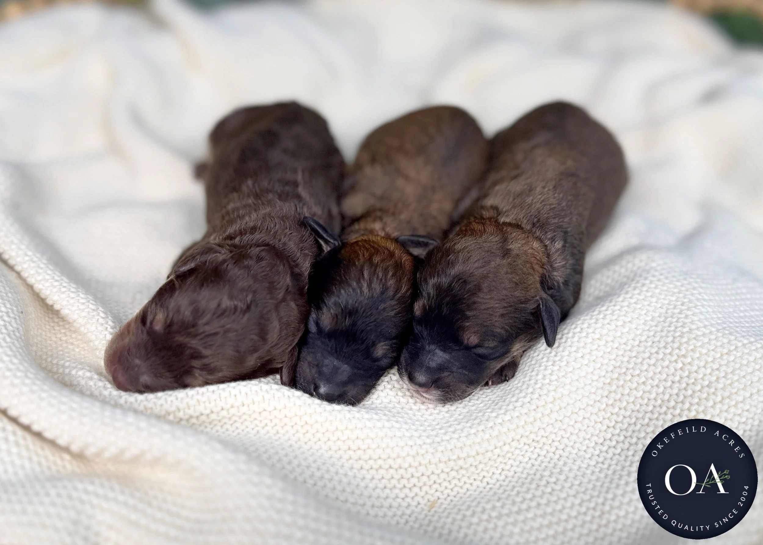 Brown Phantom Male Small English Teddy Bear Goldendoodle Puppies For Sale Okefeild Acres Missouri