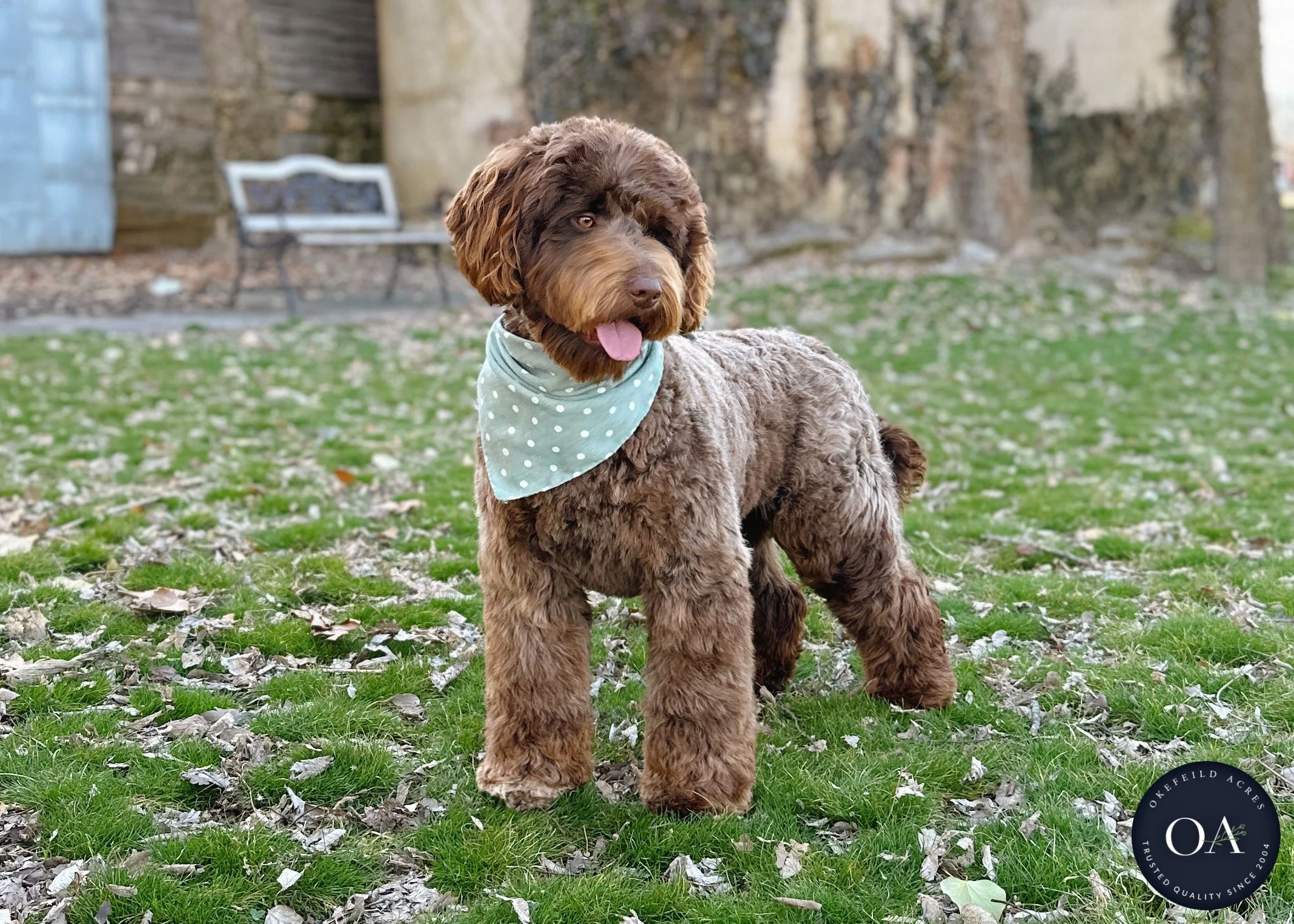 Brown F2b Mini English Teddy Bear Goldendoodle Dam Okefeild Acres Missouri