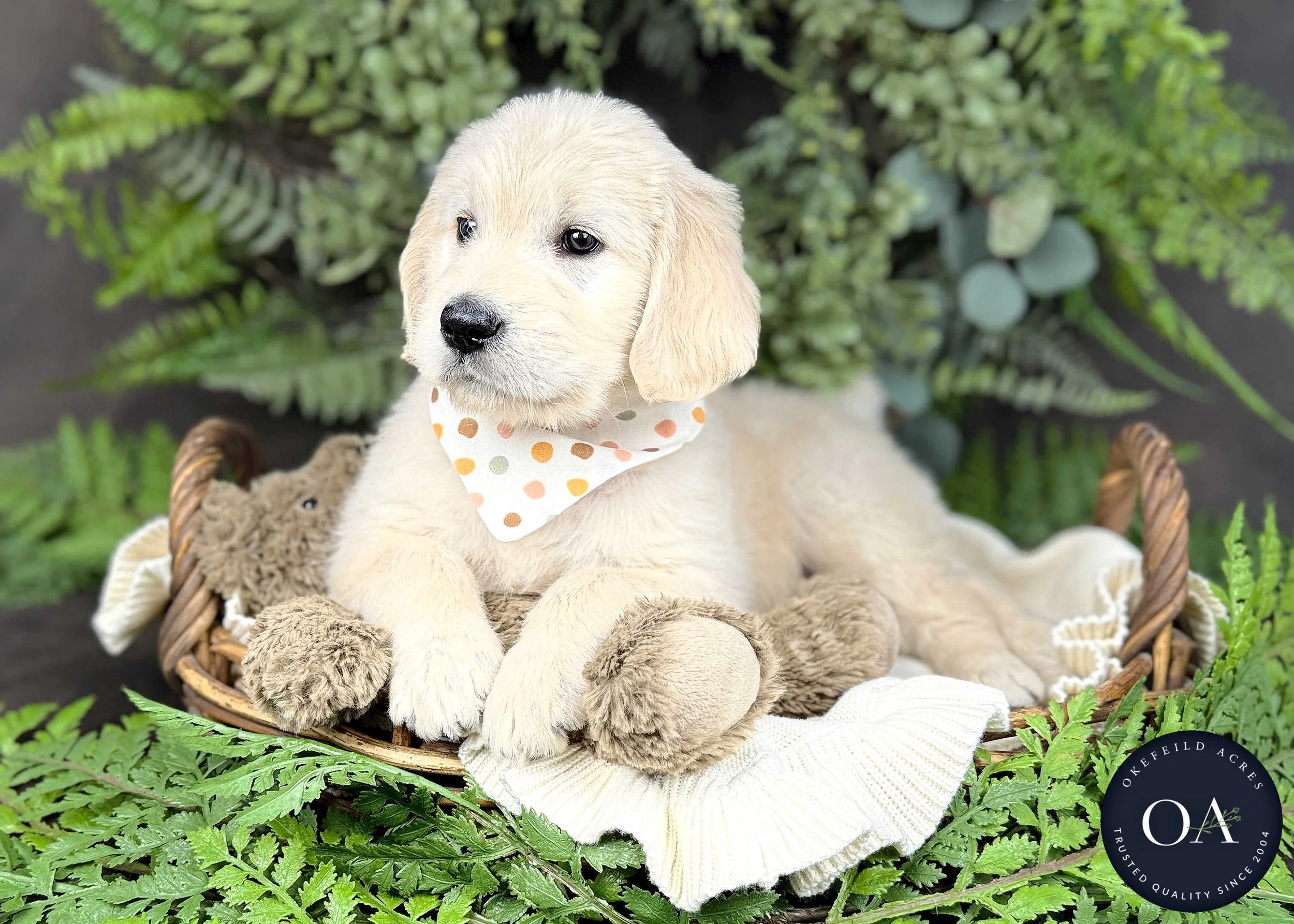 Kelsey Cream Female F1 Standard English Teddy Bear Goldendoodle Puppy For Sale Okefeild Acres Missouri