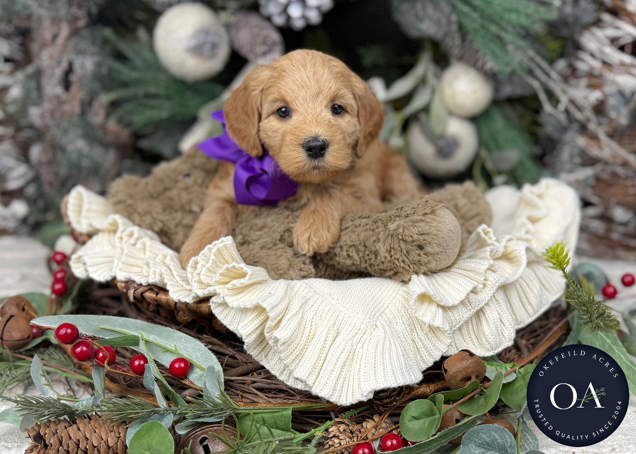 Apricot Female F1b Mini English Teddy Bear Goldendoodle Puppy For Sale Okefeild Acres Missouri