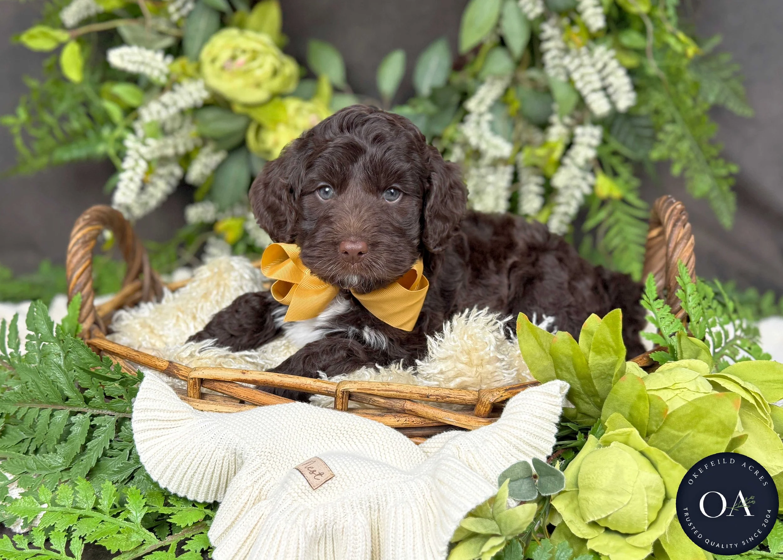 Marley Brown Male Mini English Teddy Bear Goldendoodle Puppy For Sale Okefeild Acres Missouri