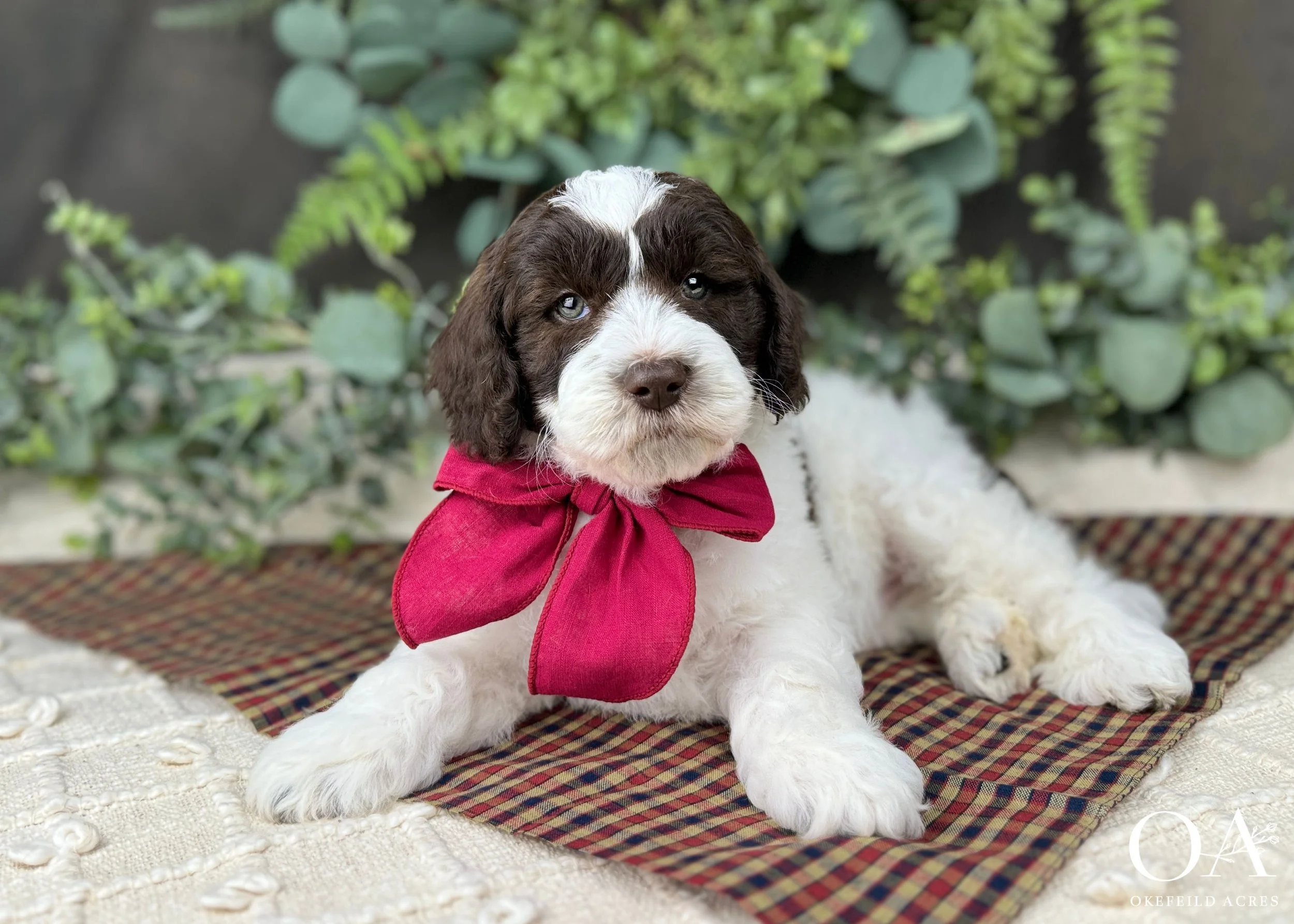 Parti And Brown F2bb Medium English Teddy Bear Goldendoodle Puppies For Sale Okefeild Acres Missouri