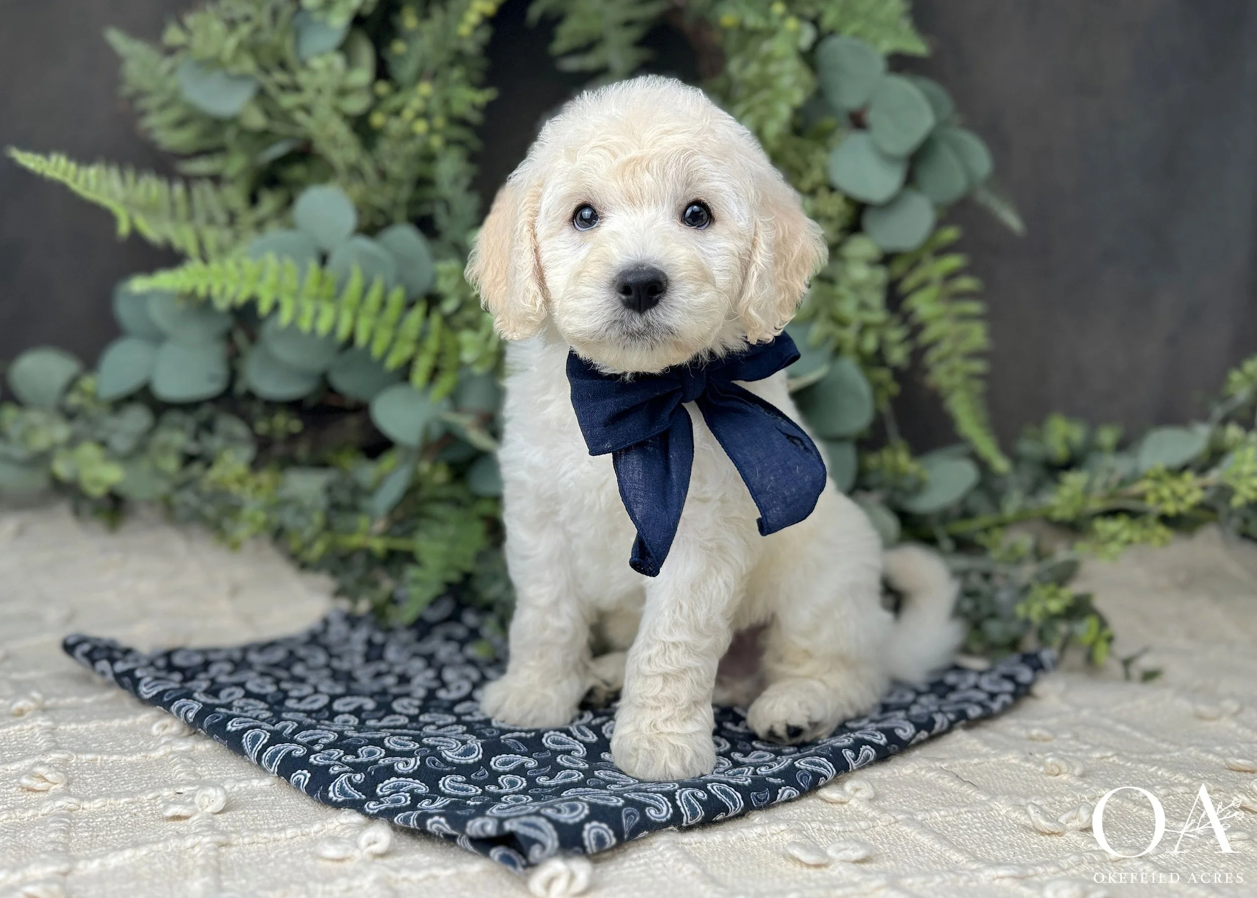 Cream F2b Medium English Teddy Bear Goldendoodle Puppies For Sale Okefeild Acres Missouri