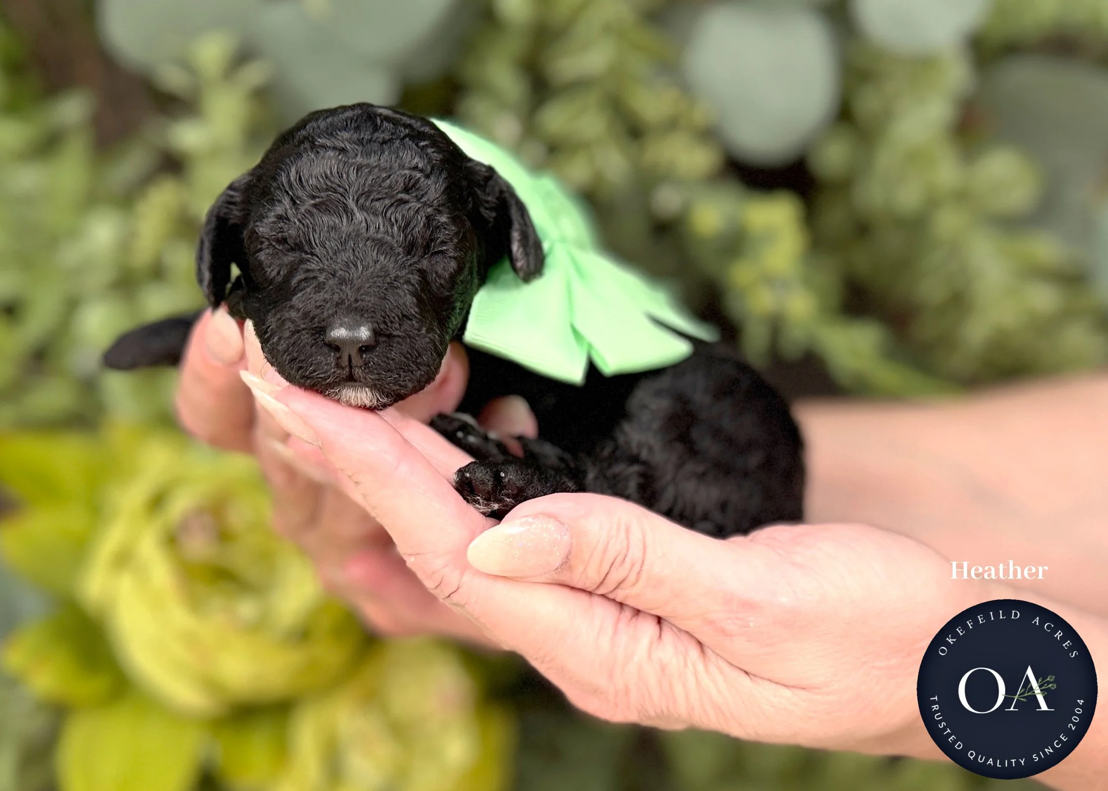 Black Female F2b Small English Teddy Bear Goldendoodle Puppies For Sale Okefeild Acres