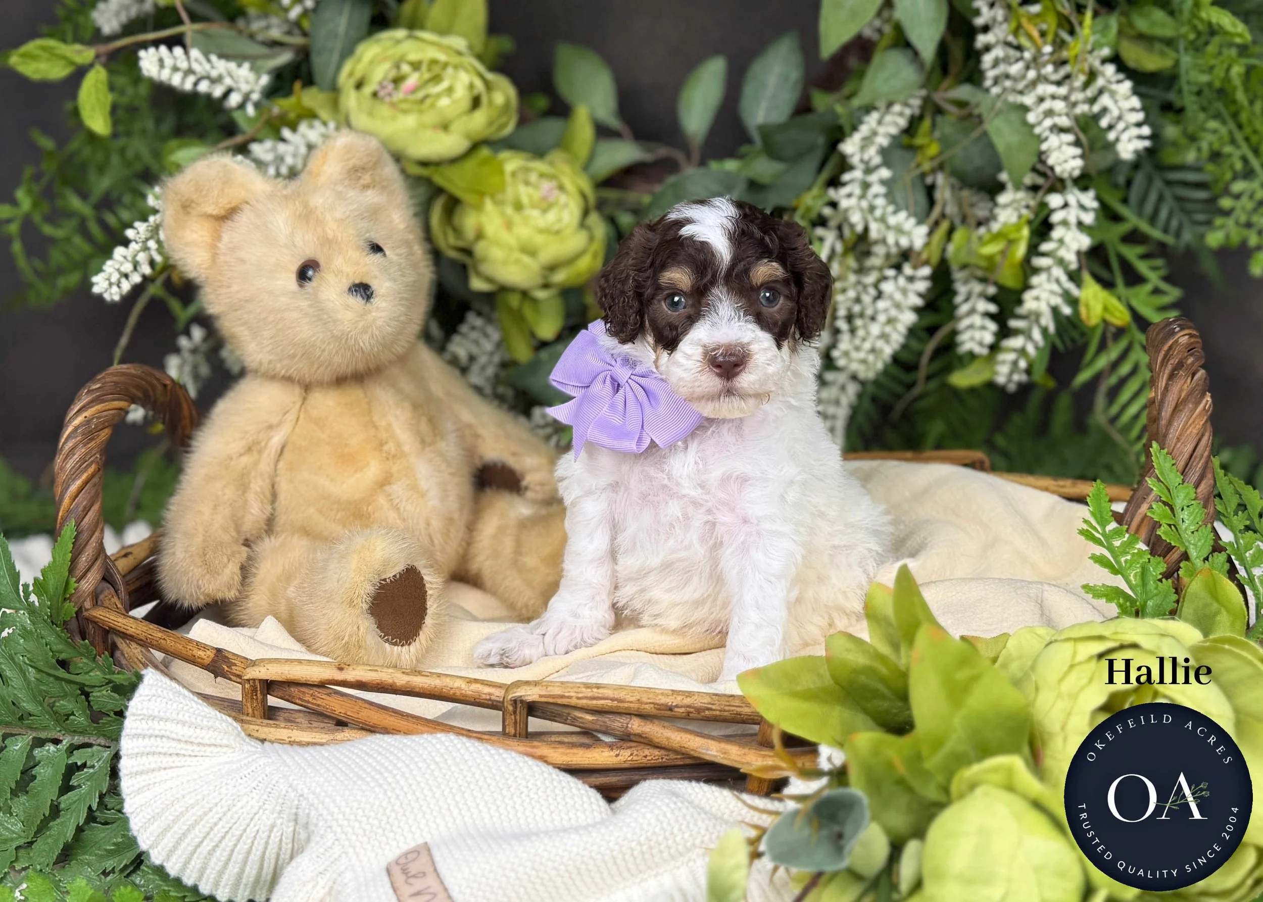 F2bb Small English Teddy Bear Goldendoodle Puppy For Sale Okefeild Acres Missouri