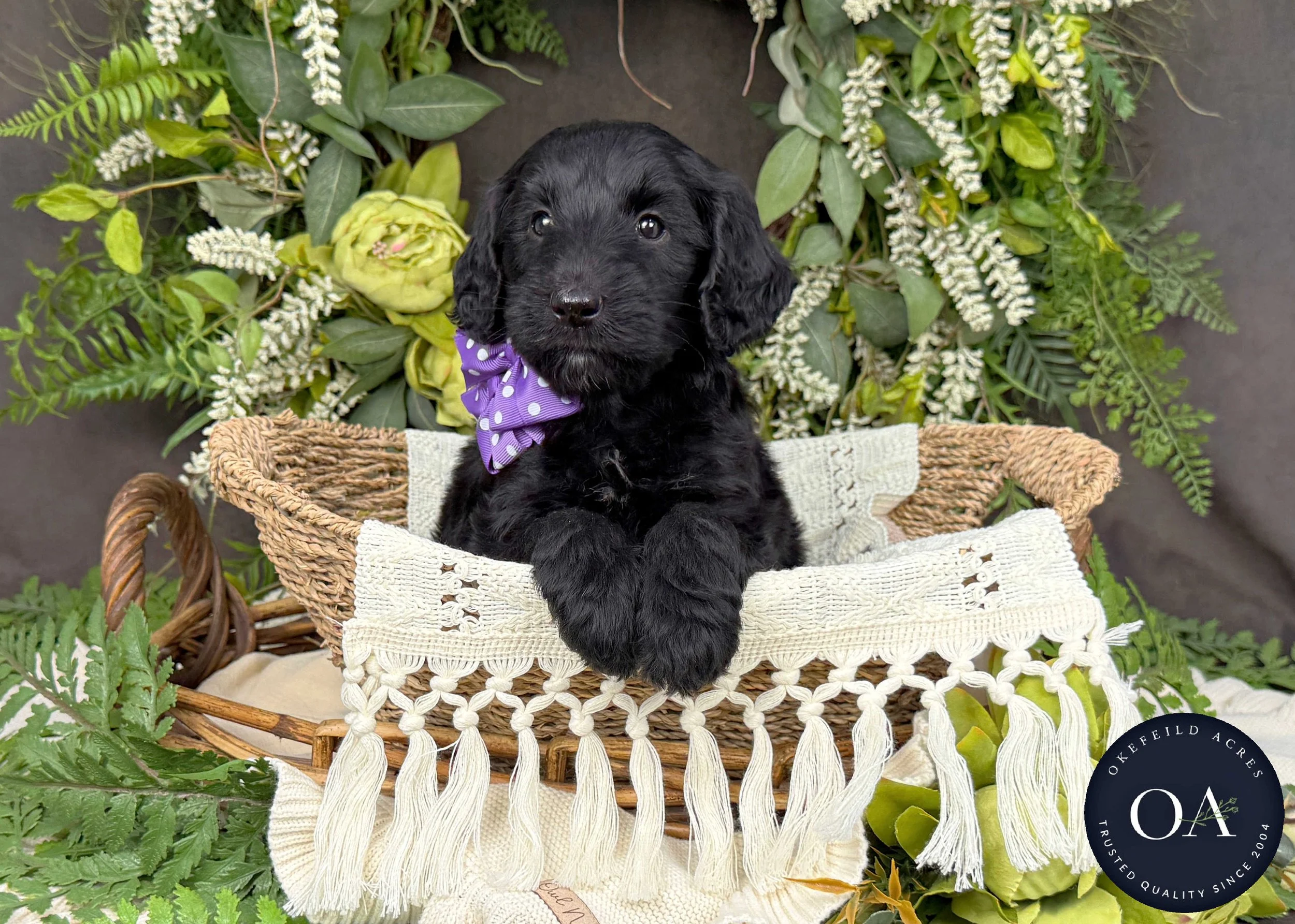 Black F1b Standard English Teddy Bear Goldendoodle Puppy For Sale Okefeild Acres Missouri