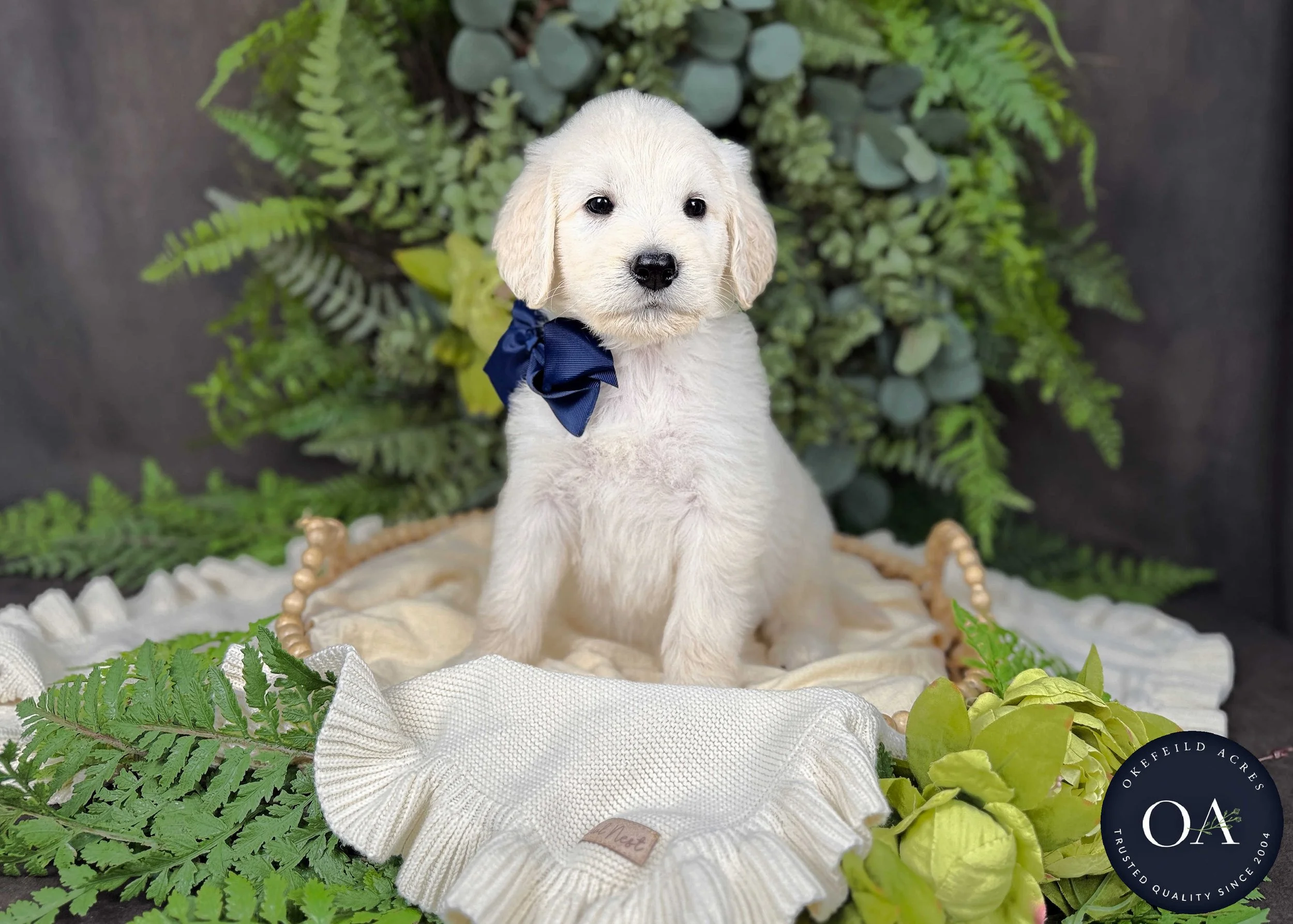 Cream F1 Standard English Teddy Bear Goldendoodle Puppy For Sale Okefeild Acres Missouri