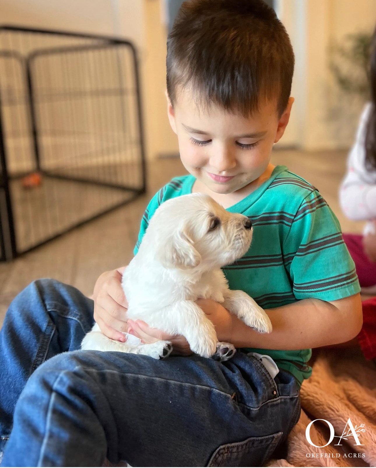 Okefeild Acres English Teddy Bear goldendoodle Puppy