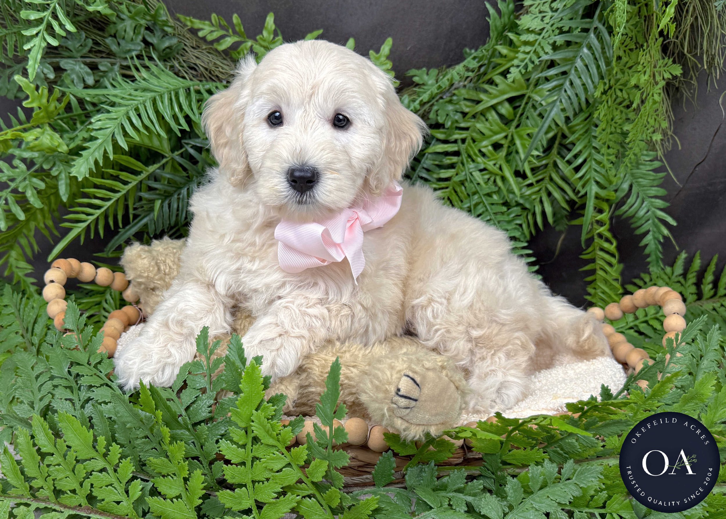 Cream F2b Small English Teddy Bear Goldendoodle Puppies For Sale Okefeild Acres Missouri
