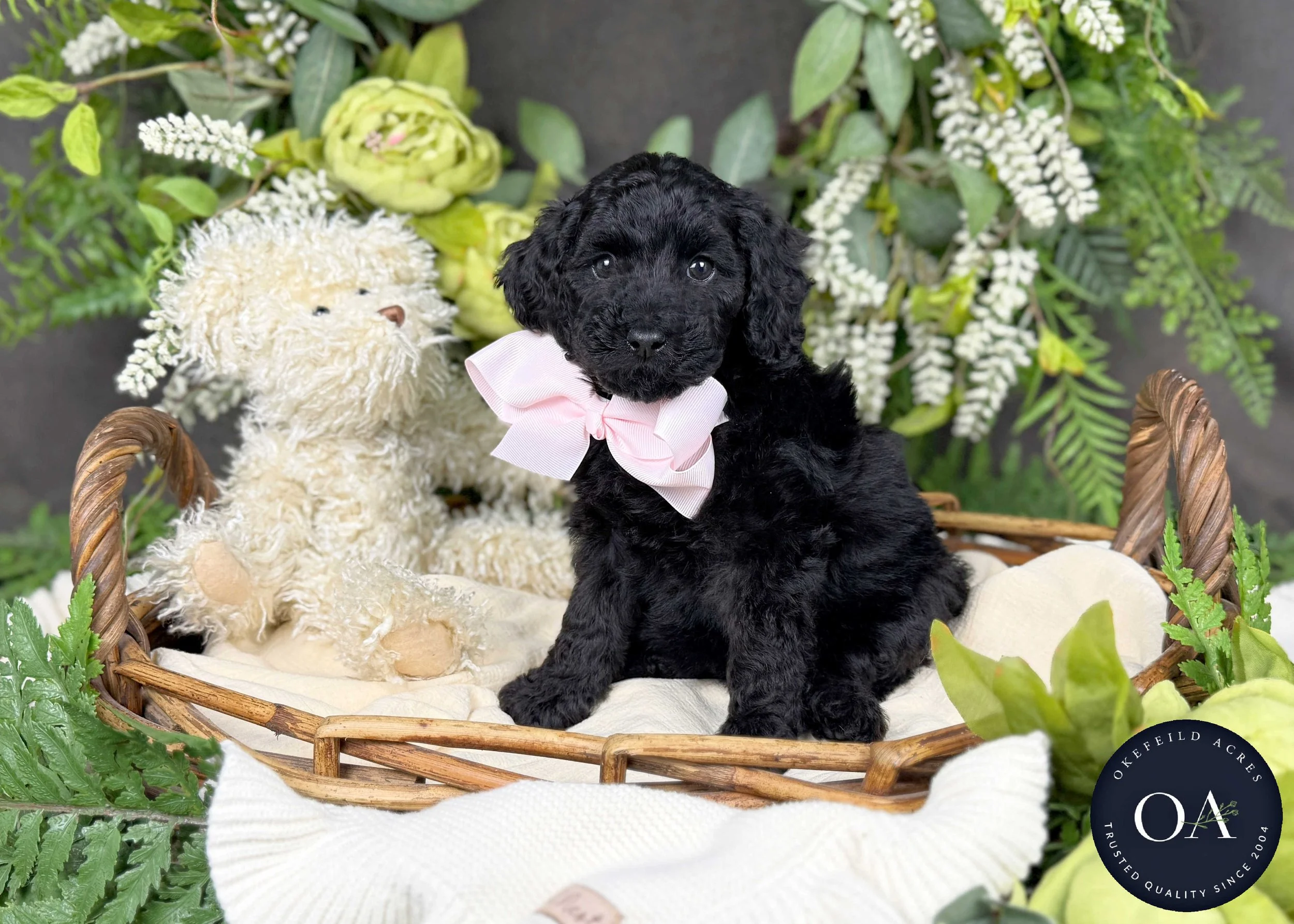 Black F2b Small English Teddy Bear Goldendoodle Puppy For Sale Okefeild Acres MIssouri