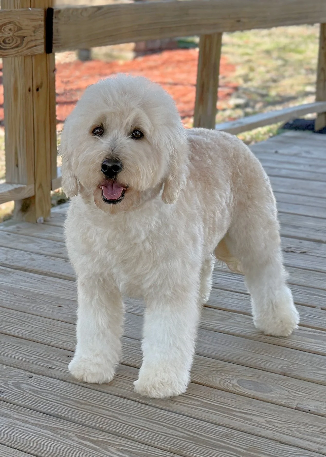 Piper F1 Mini English Teddy Bear Goldendoodle Dam Okefeild Acres Missouri