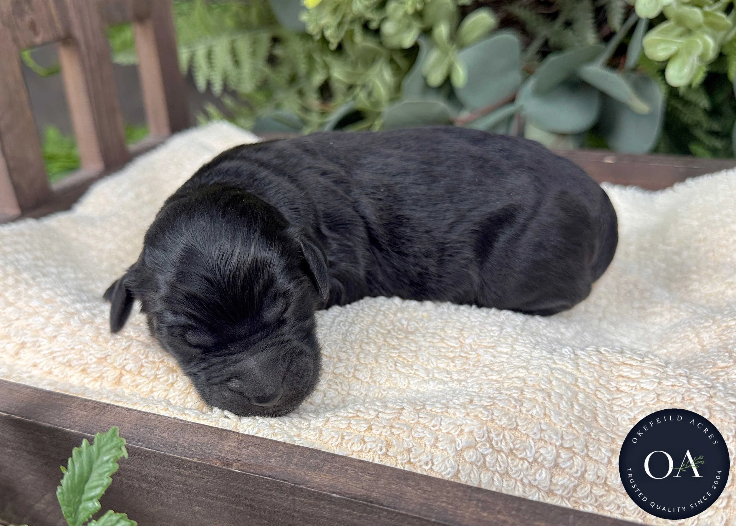 Black Male F1b Standard English Teddy Bear Goldendoodle Puppy For Sale Okefeild Acres Missouri