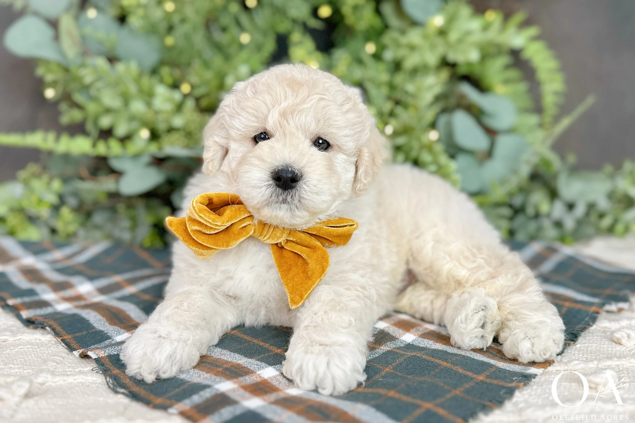 Cream F2b Mini English Teddy Bear Goldendoodle Puppies For Sale Okefeild Acres Missouri