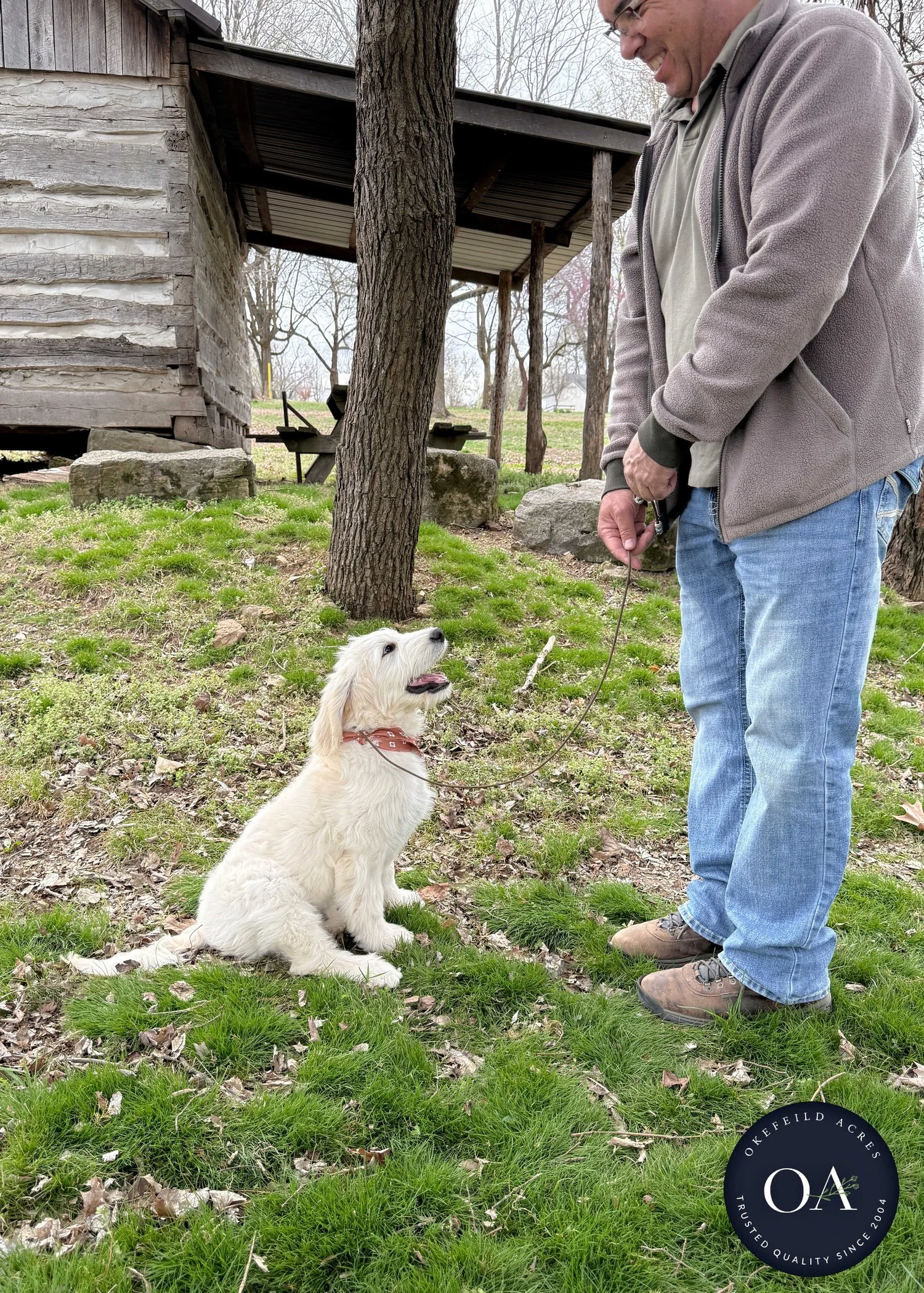 Leash Training At Okefeild Acres English Teddy Bear Goldendoodles