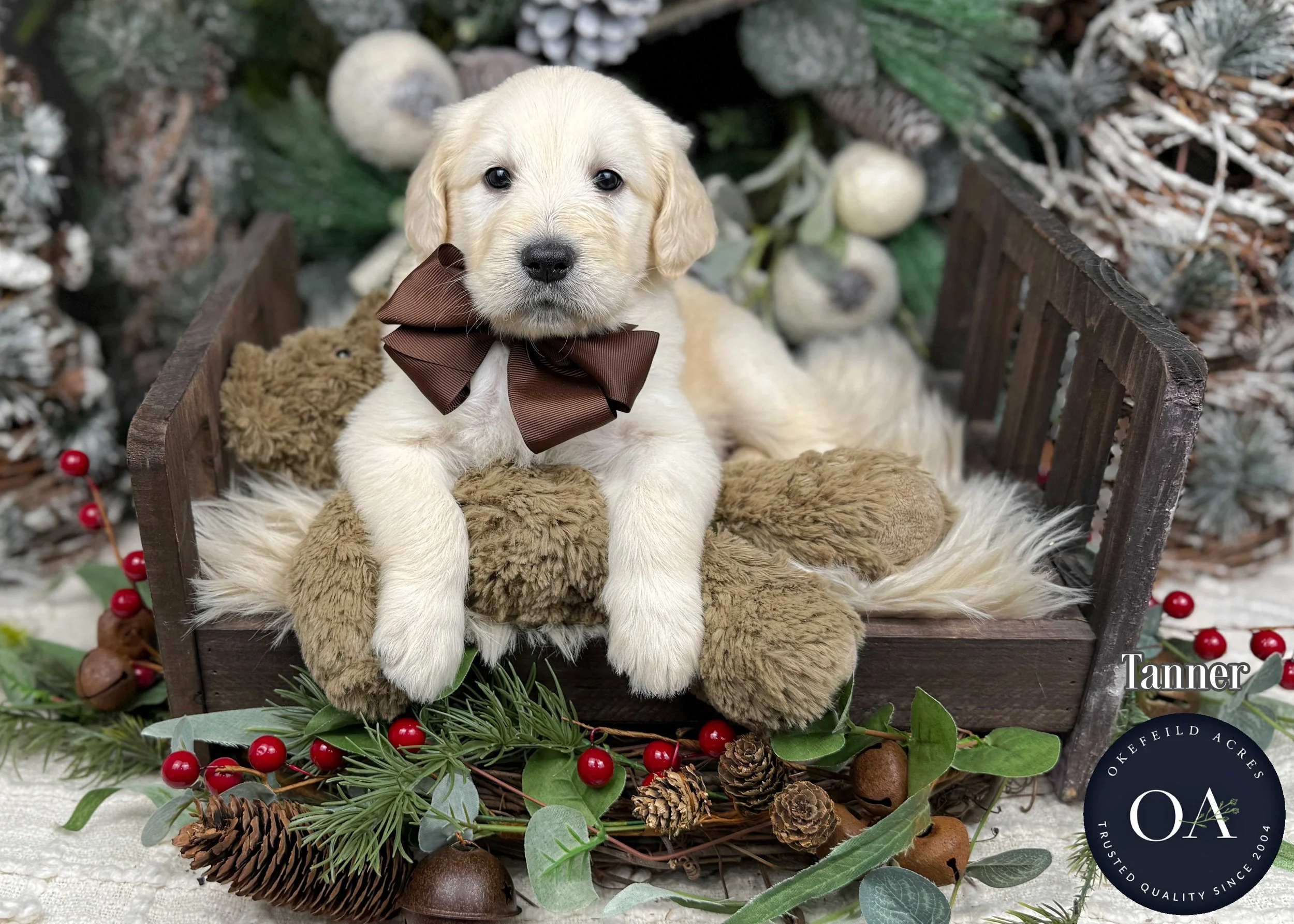 Cream Male F1 Standard English Teddy Bear Goldendoodle Puppy For Sale Okefeild Acres Missouri