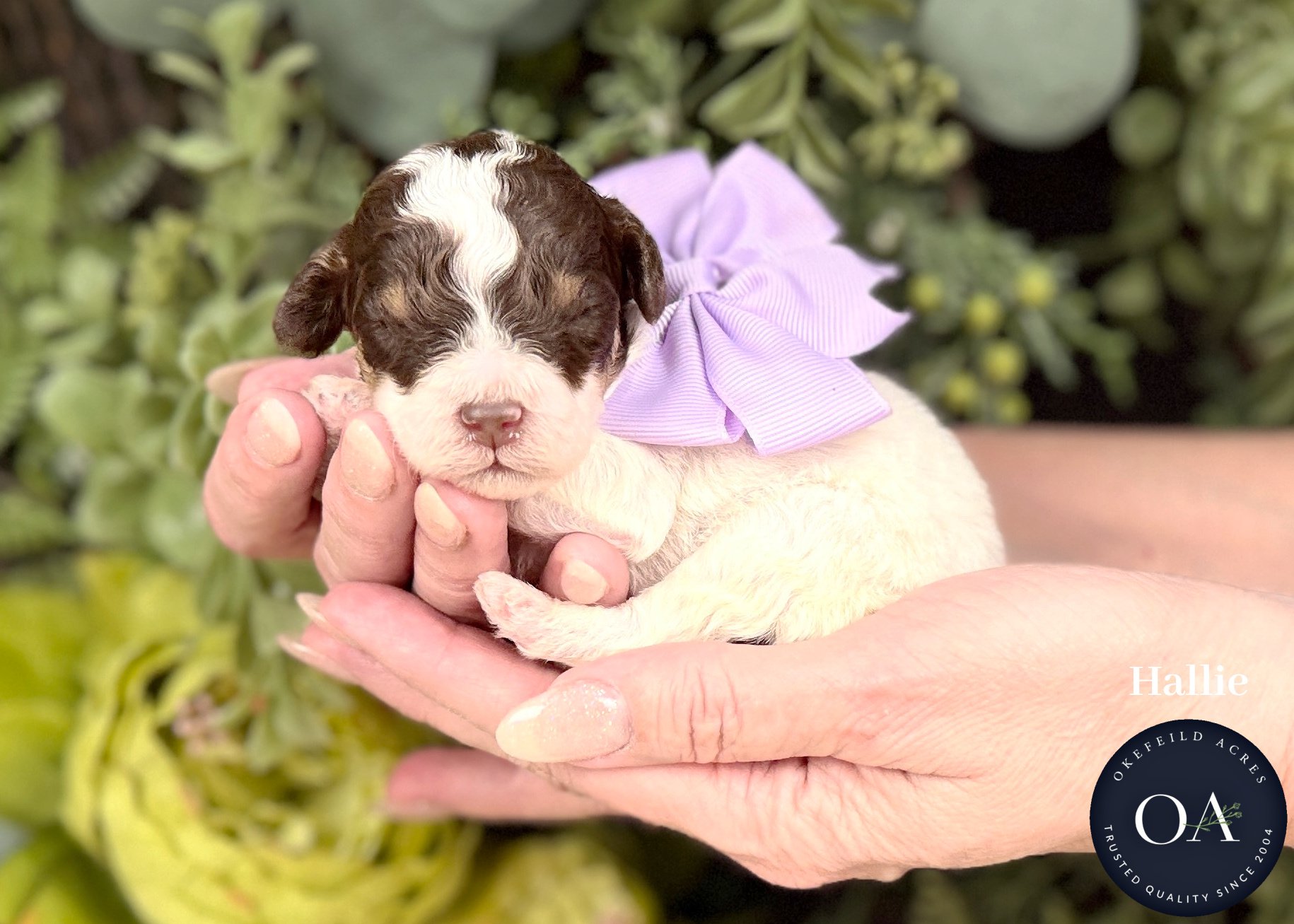 Brown Phantom Parti F2b Small English Teddy Bear Goldendoodle Puppies For Sale Okefeild Acres Missouri