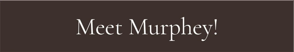 Parti Moyen Poodle Sire Okefeild Acres Missouri