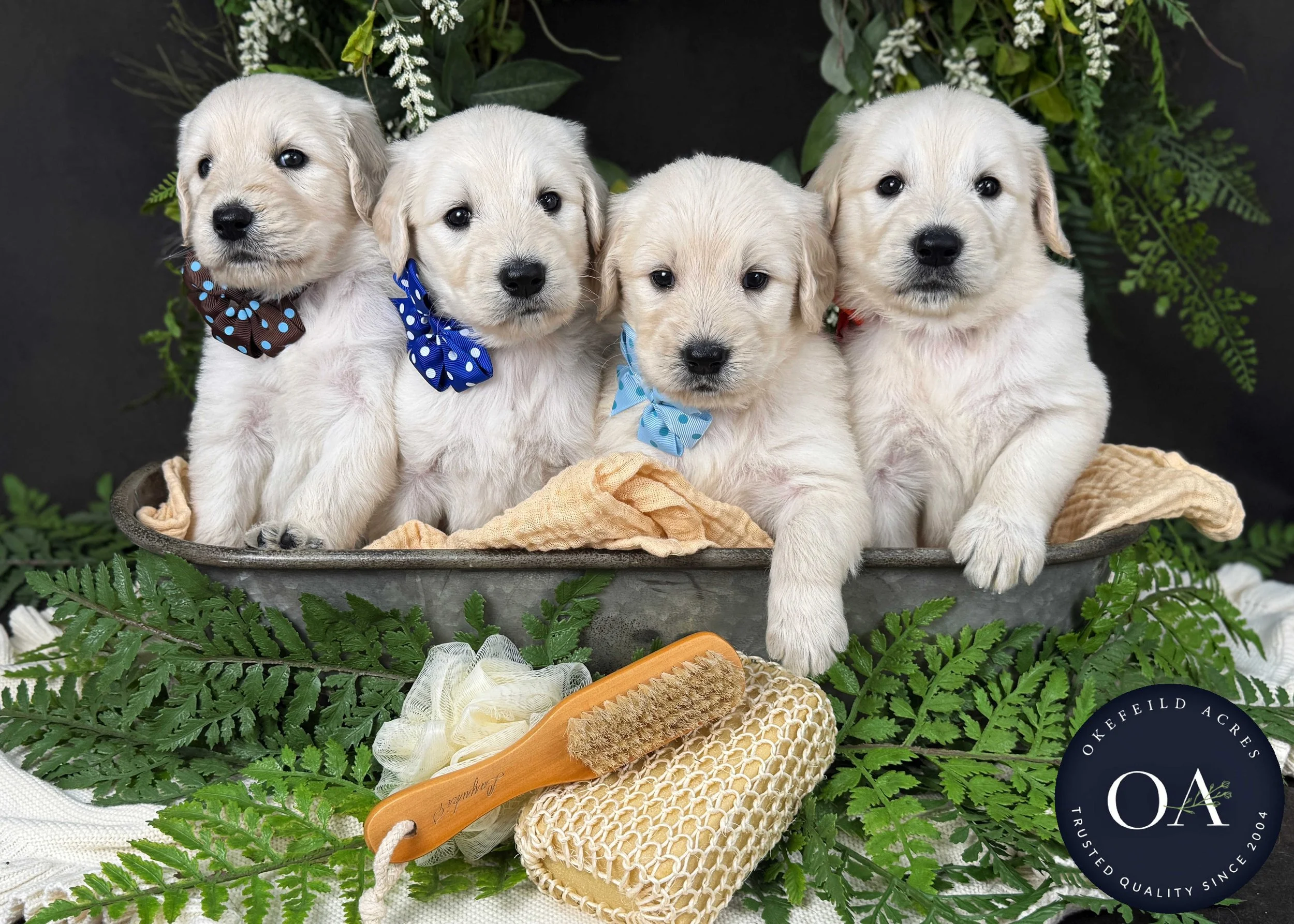 Male F1 Standard English Teddy Bear Standard Goldendoodle PUppies For Sale Okefeild Acres Missouri