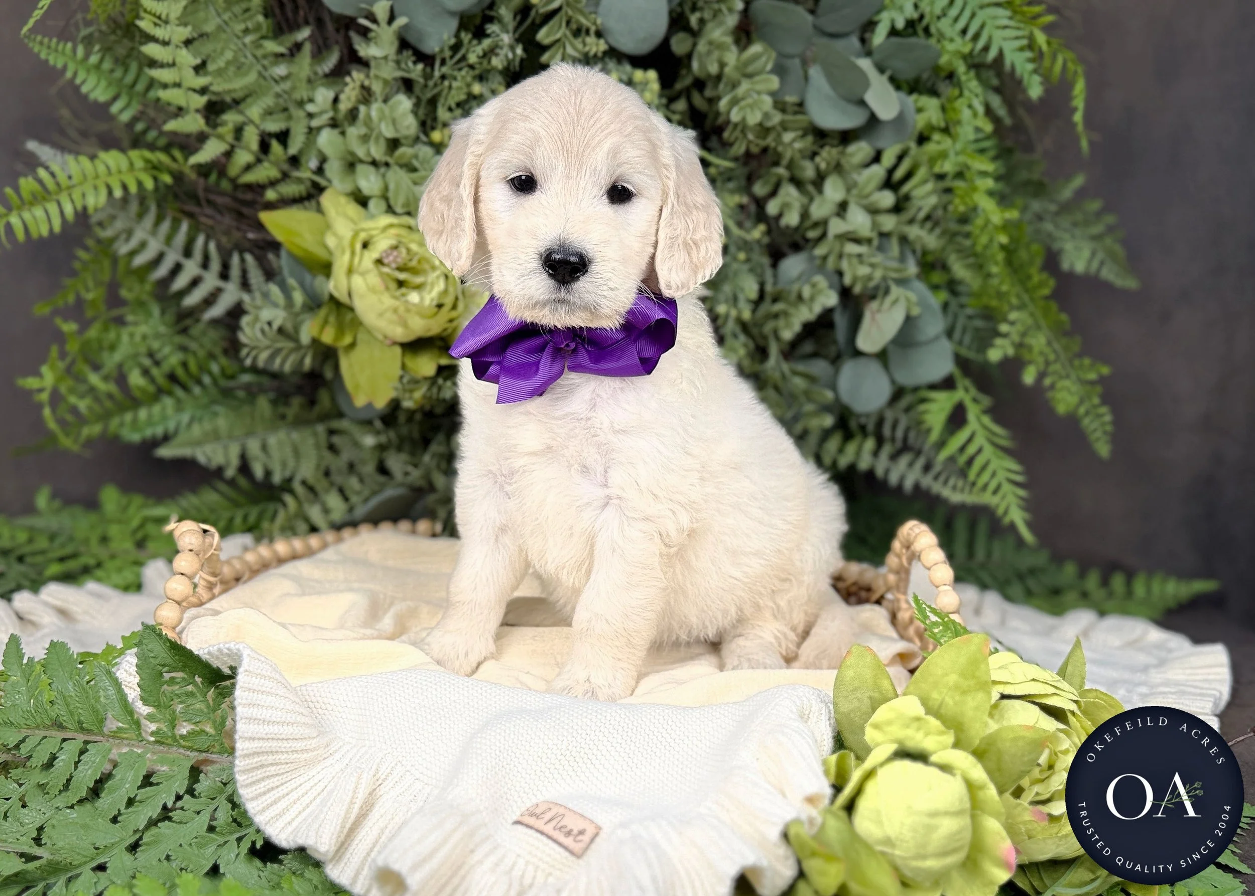 Cream F1 Standard English Teddy Bear Goldendoodle Puppy For Sale Okefeild Acres Missouri