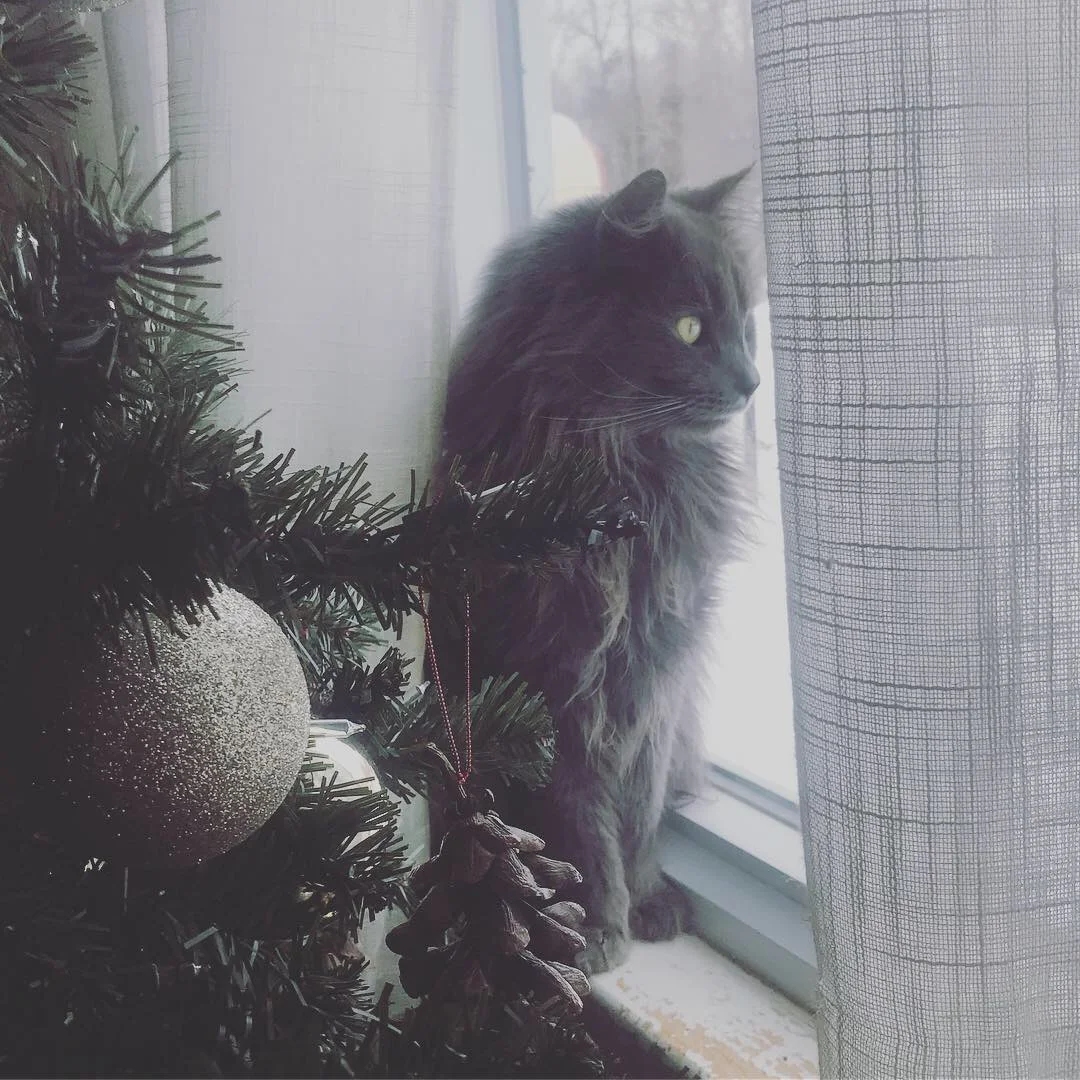 ChristmasCatinWindow