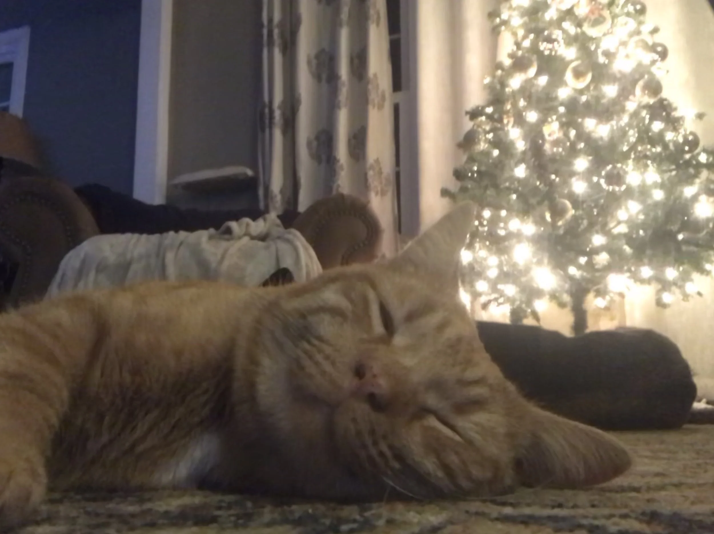 ChristmasKitty.JPG