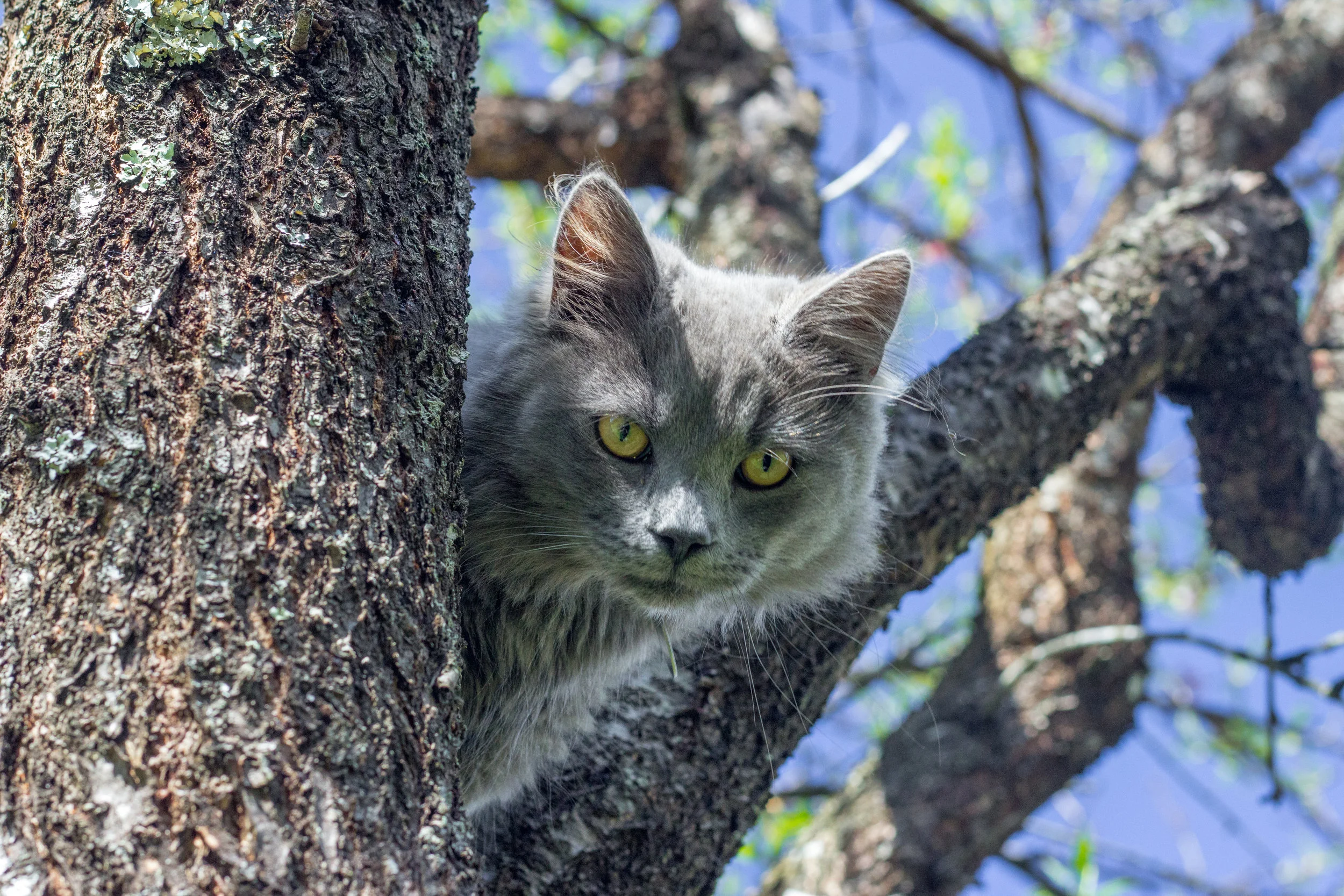 GrayCatTree