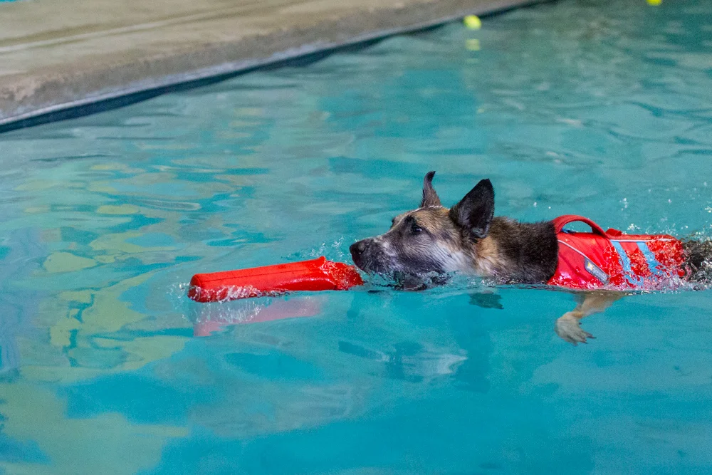 Deeks_Swim_PawstoSwim_002.jpg