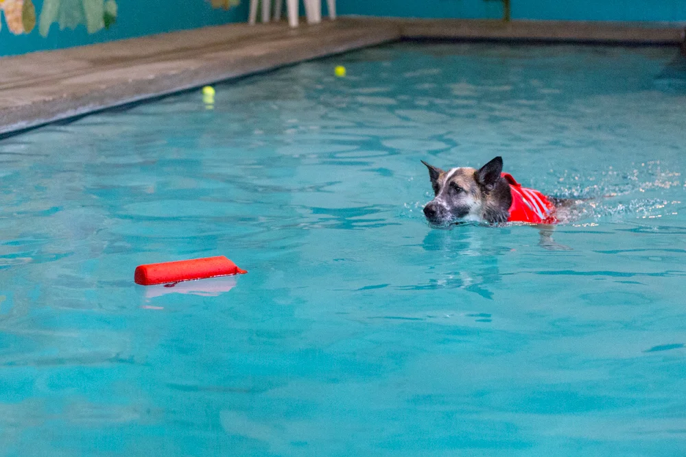 Deeks_Swim_PawstoSwim_001.jpg