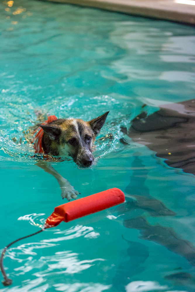 Deeks_Swim_PawstoSwim_005.jpg