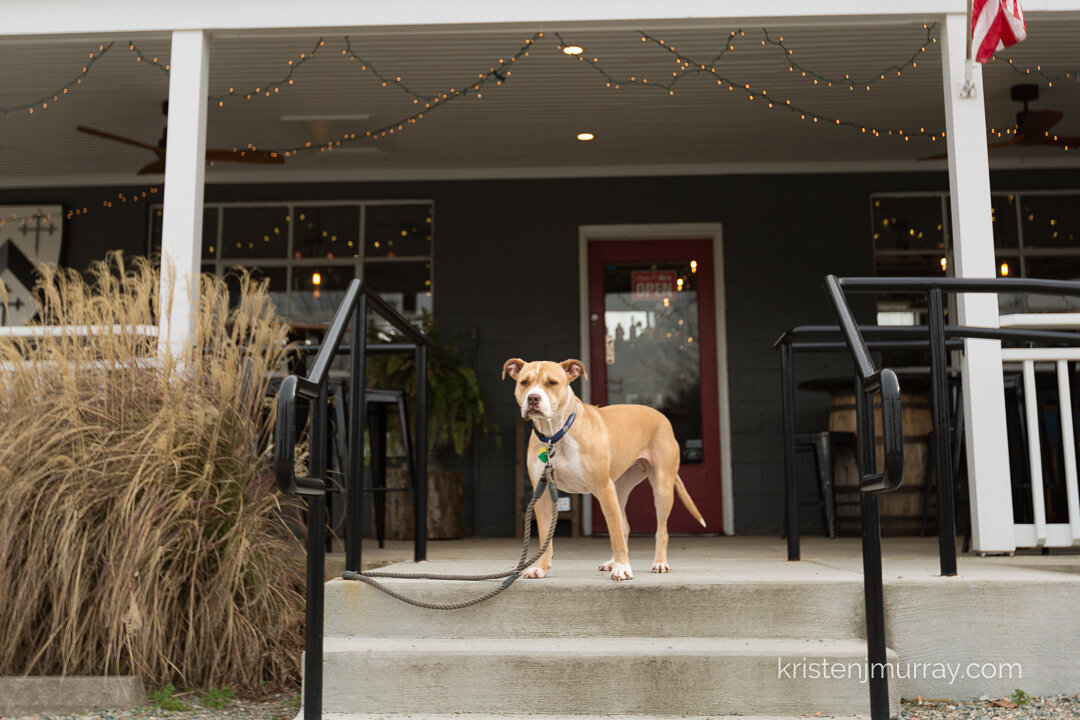 You can change the life of a shelter pup! 