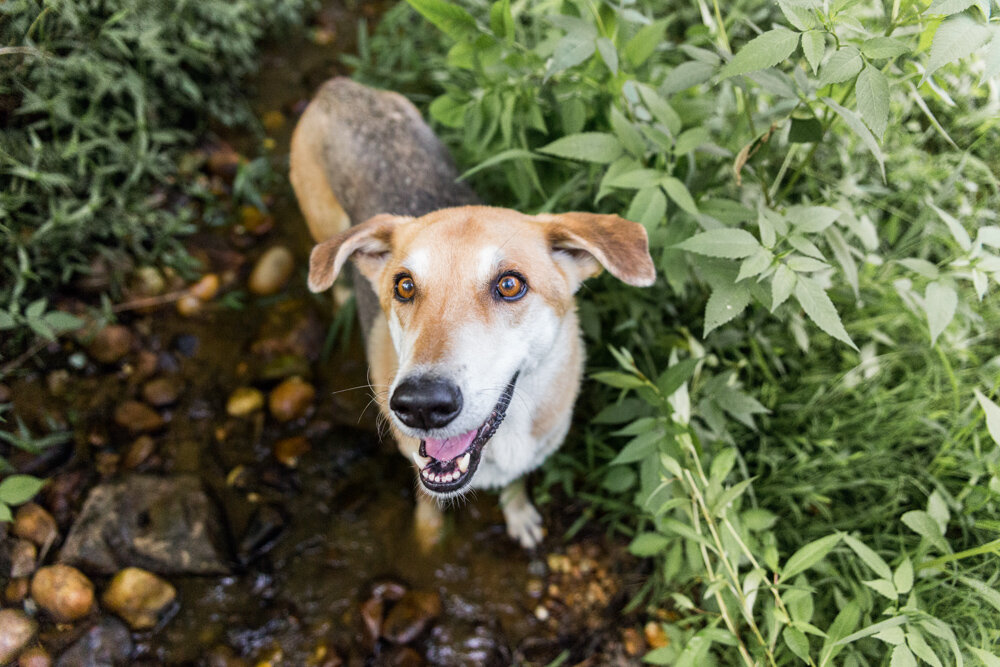 GermanShepLabCreek_02.jpg