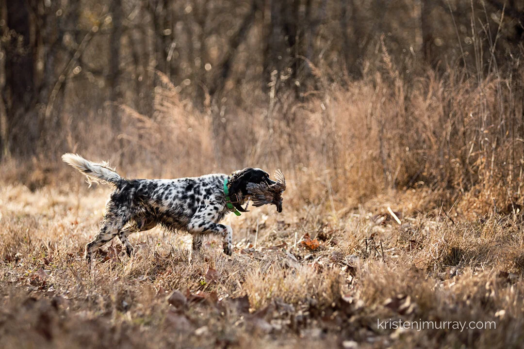 Blanco, Rey, &amp; Cutter | Upland Hunt at Orapax Hunting Preserve 