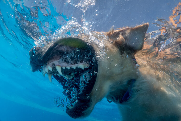 Photos: Paws in the Water—Dogs at Play - The Atlantic