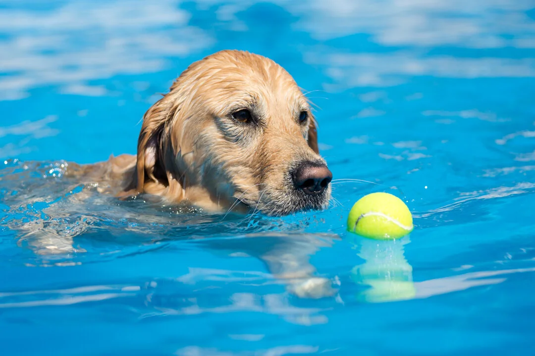 Richmond Pet Photography: Underwater Dogs at Paws to Swim