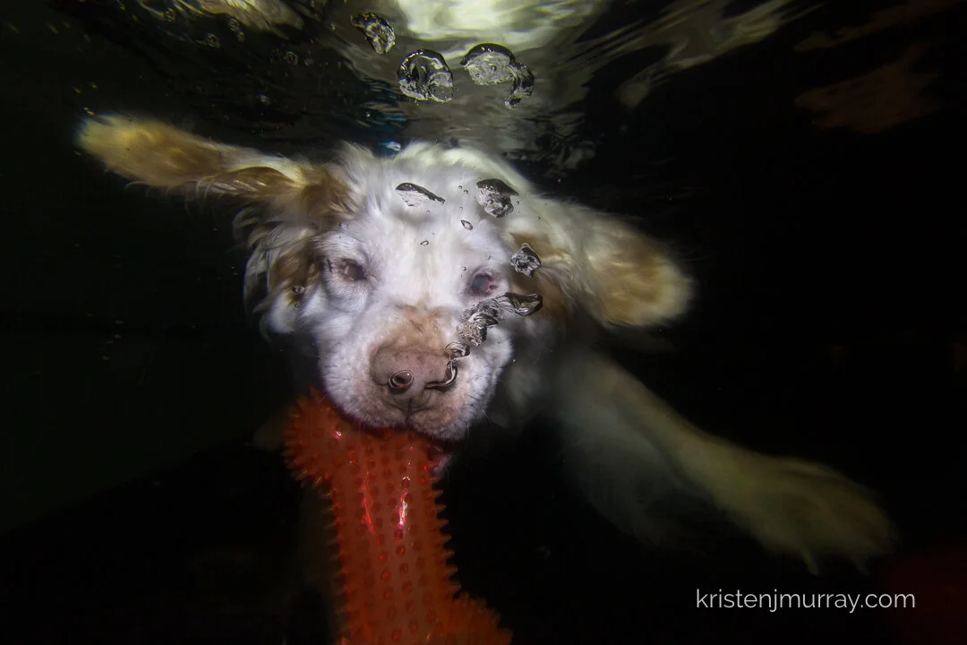 Dave the Clumber Spaniel | Underwater Photos at Paws to Swim Patterson Avenue