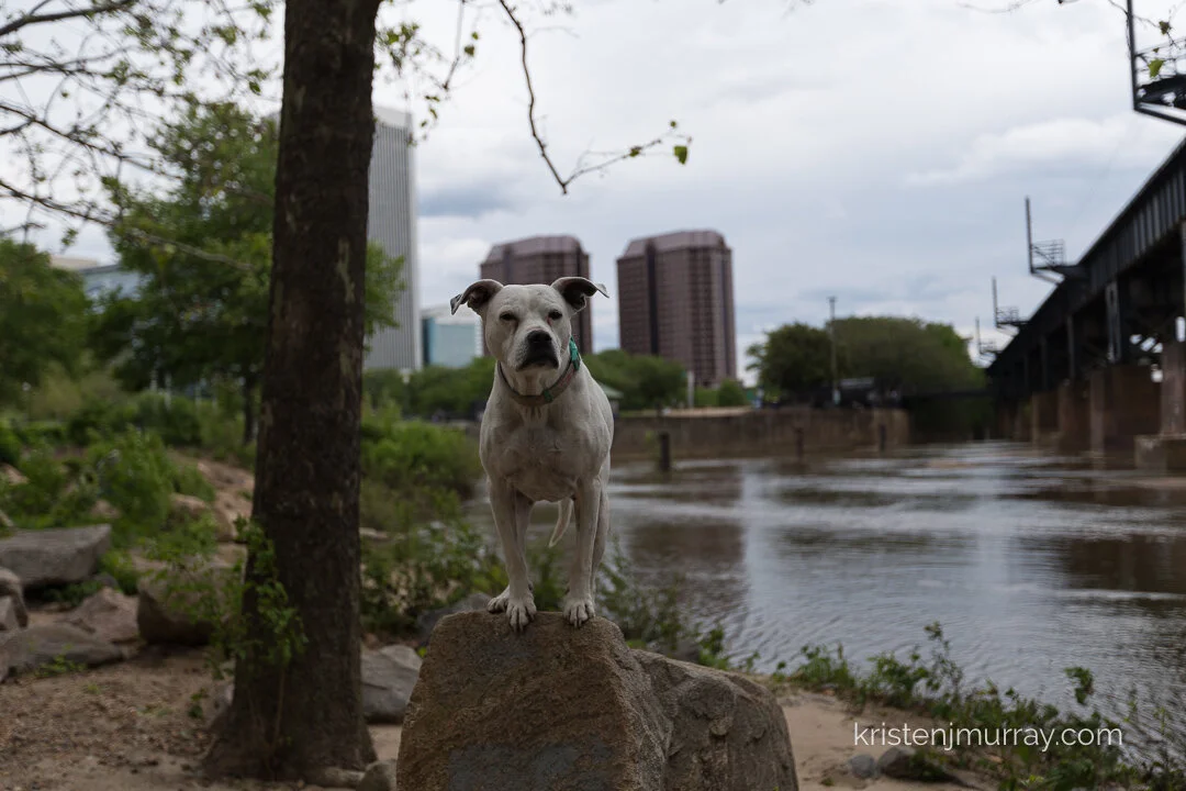 PitBullJamesRiverRichmondVirginiaTredegarIronWorks