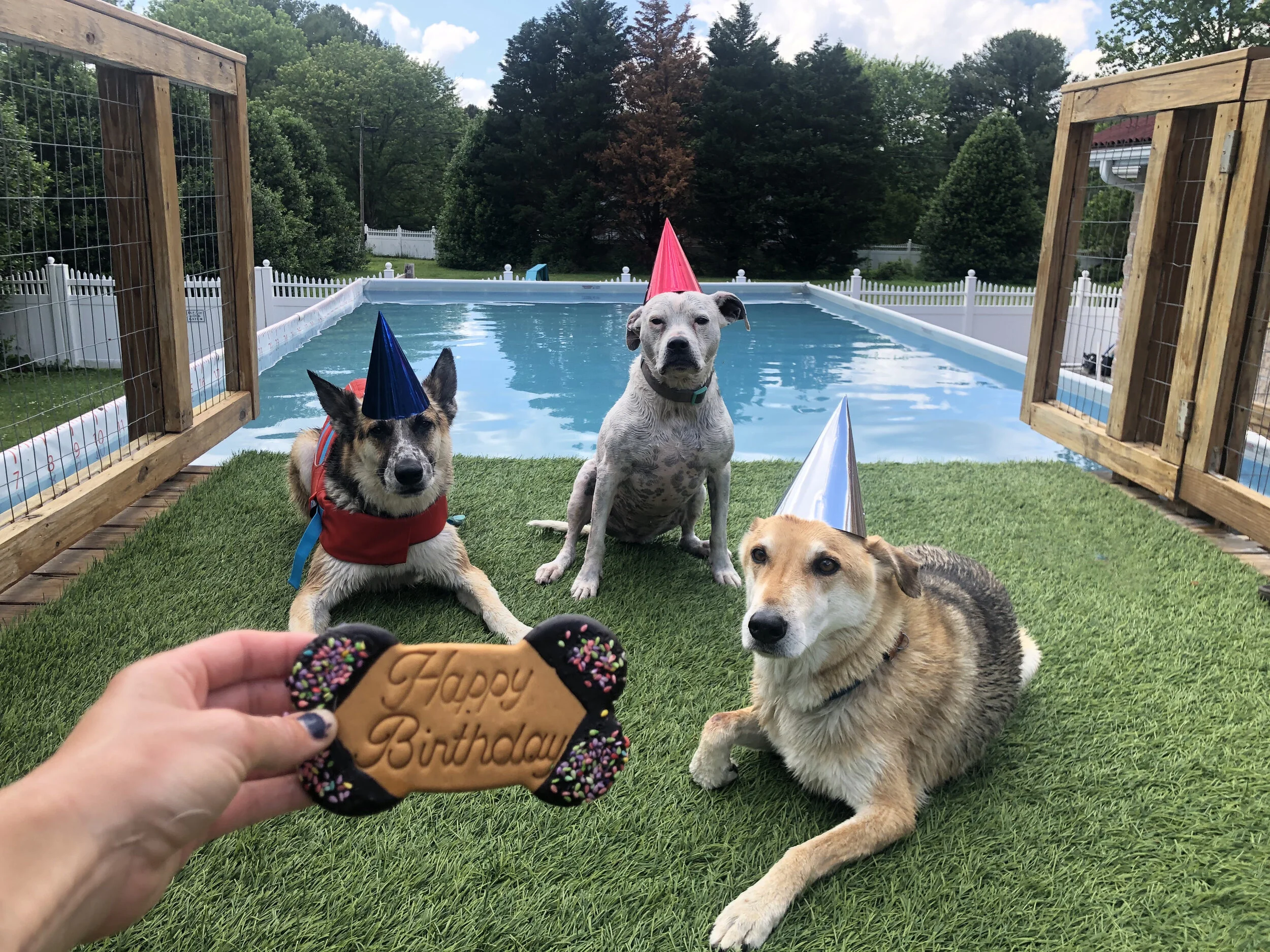 Birthday party at paws to swim