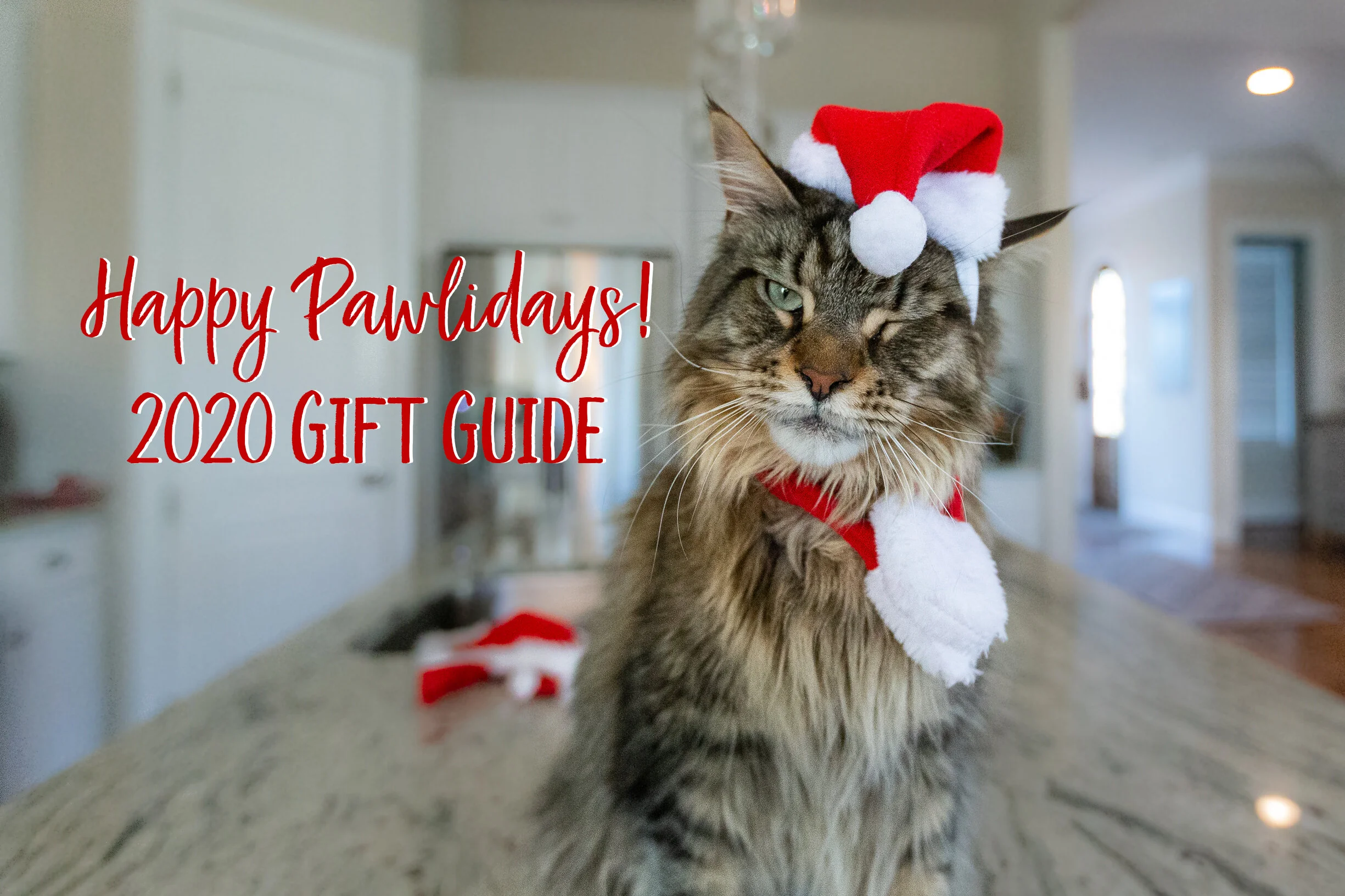 ChristmasCatMaineCoon_KristenMurrayPhotography1020.jpg