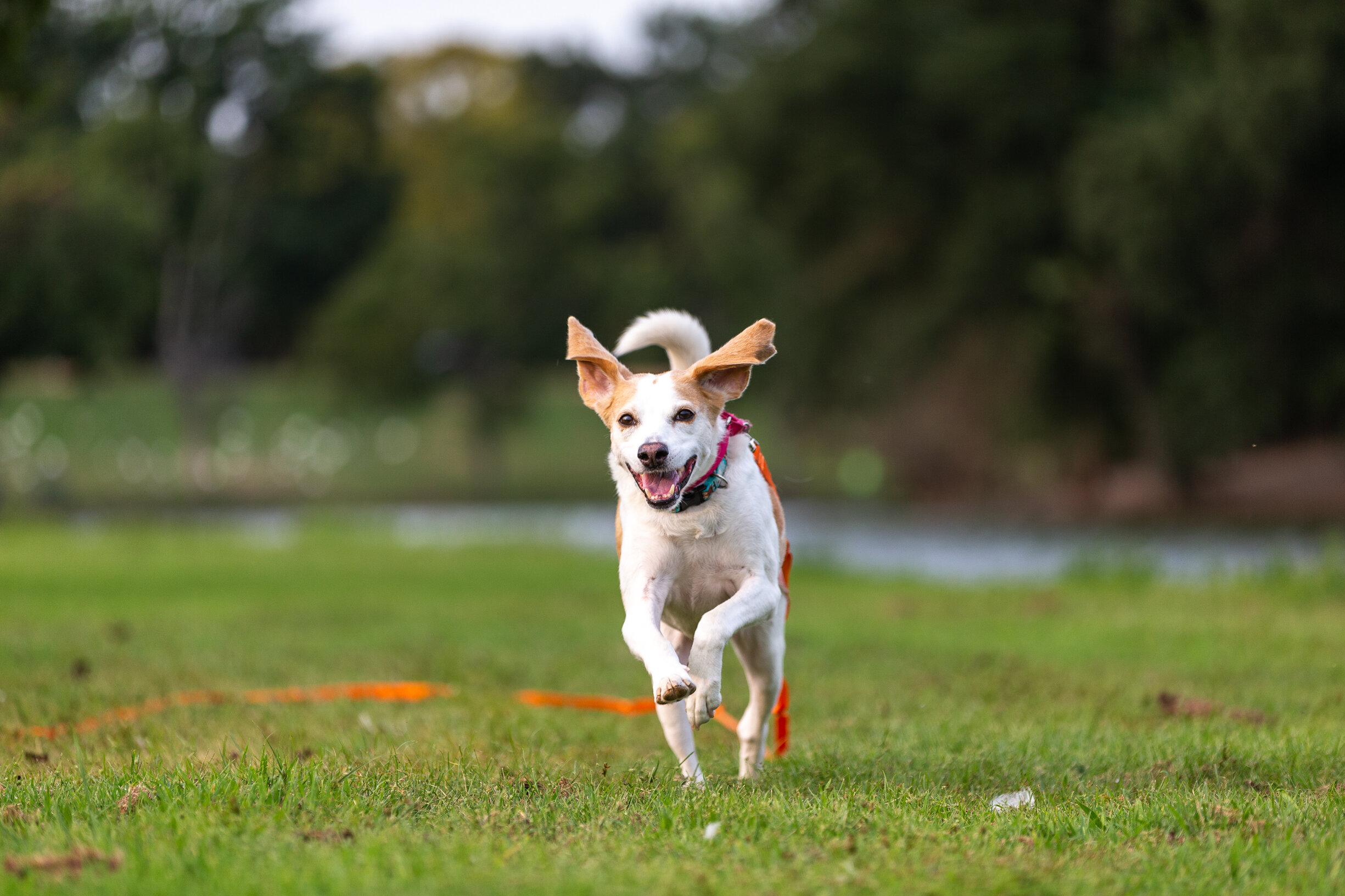 beagle-on-leash-byrd-park-before_KristenMurrayPhotography0920.jpg