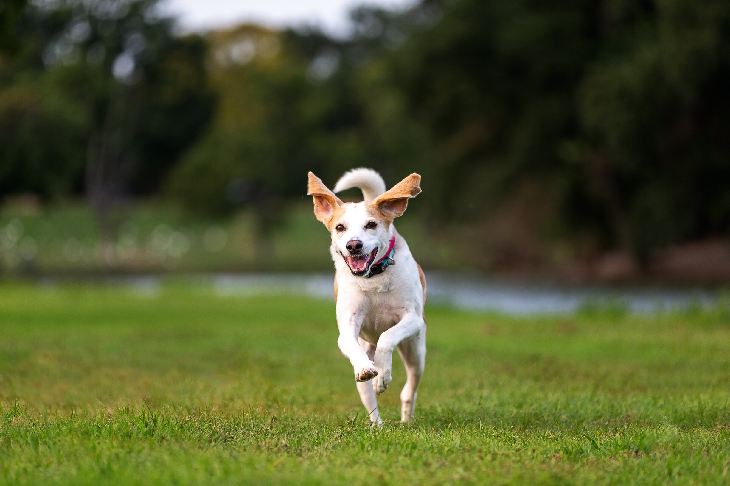 beagle-on-leash-byrd-park-after_KristenMurrayPhotography0920.jpg