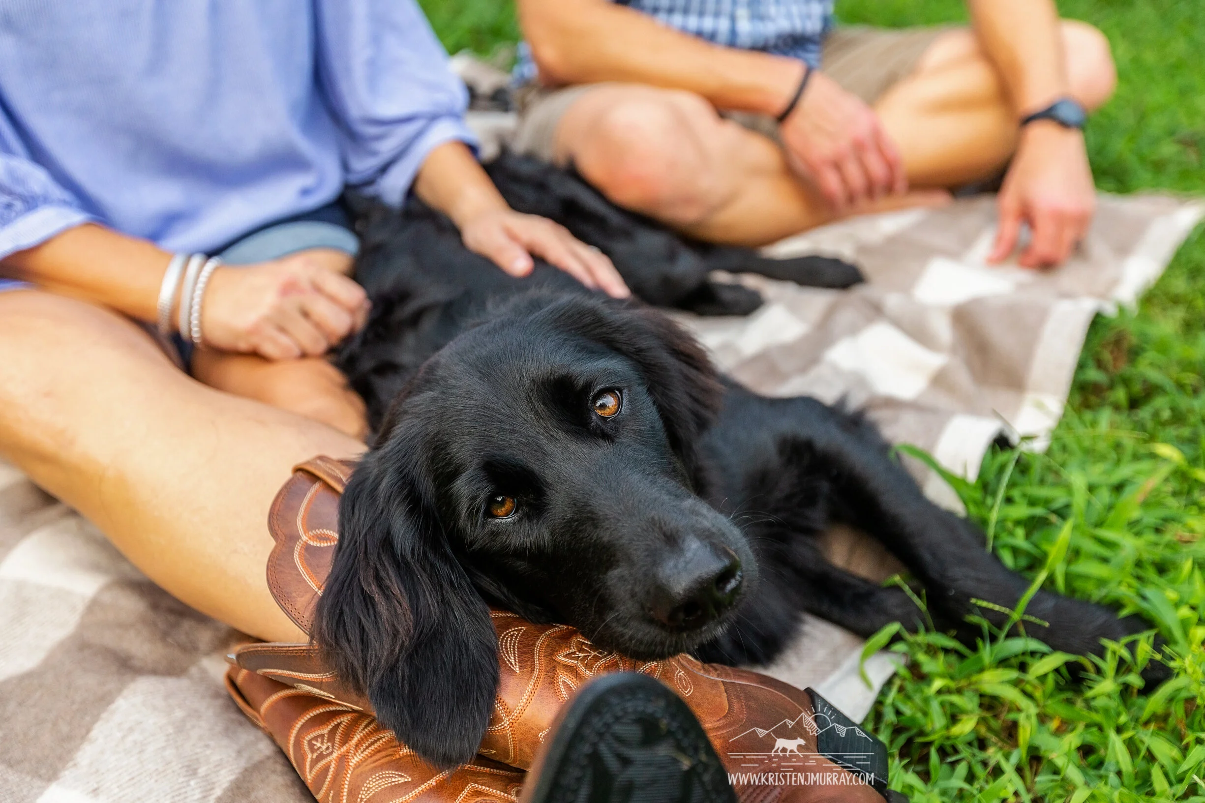 Kora the Border Collie taking a break from playing fetch.