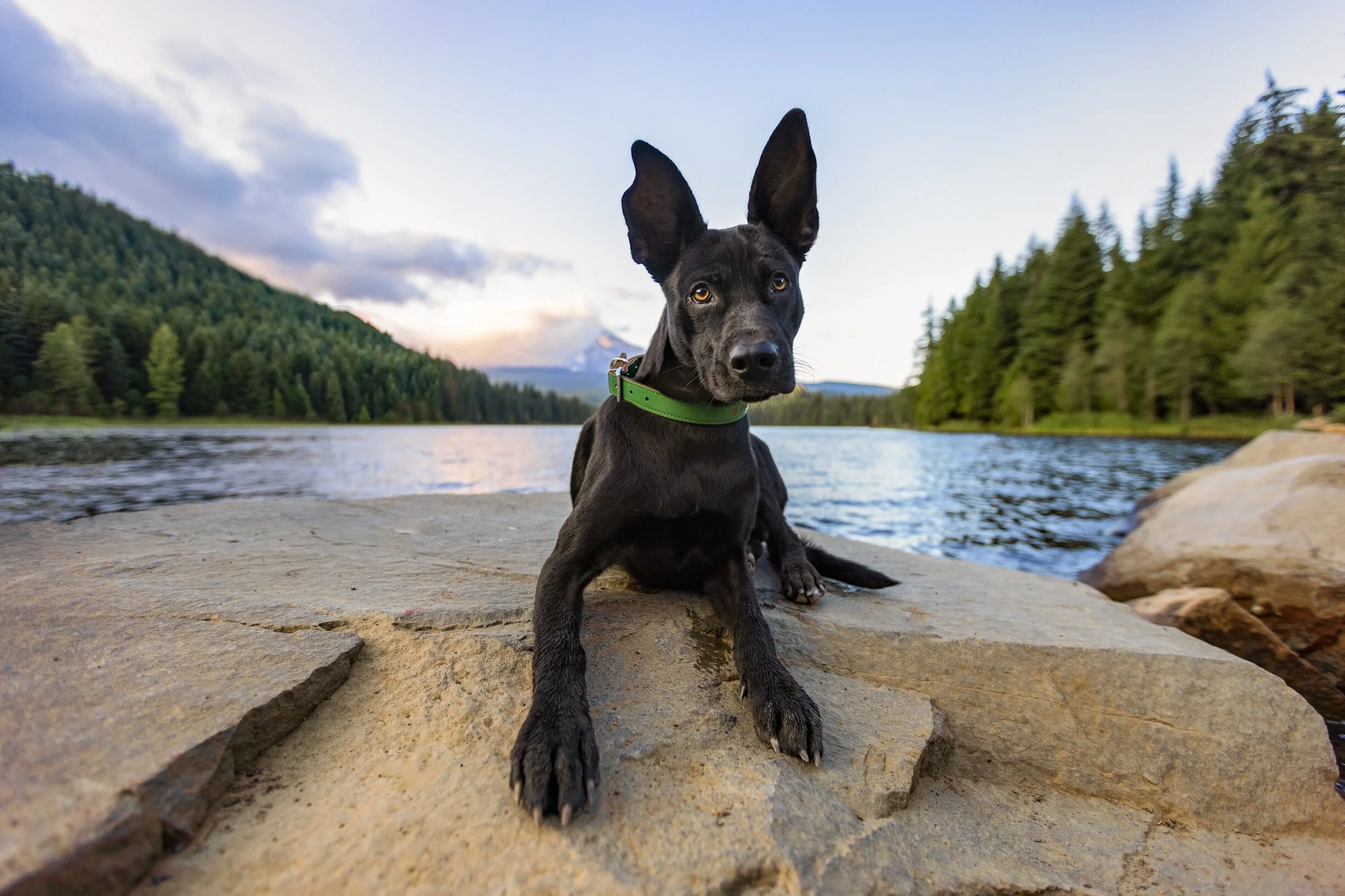 black-dog-rescue-pup-at-trillium-lake-overlooking-mt-hood-oregon-goverment-camp-Kristen-Murray-Photography.jpg