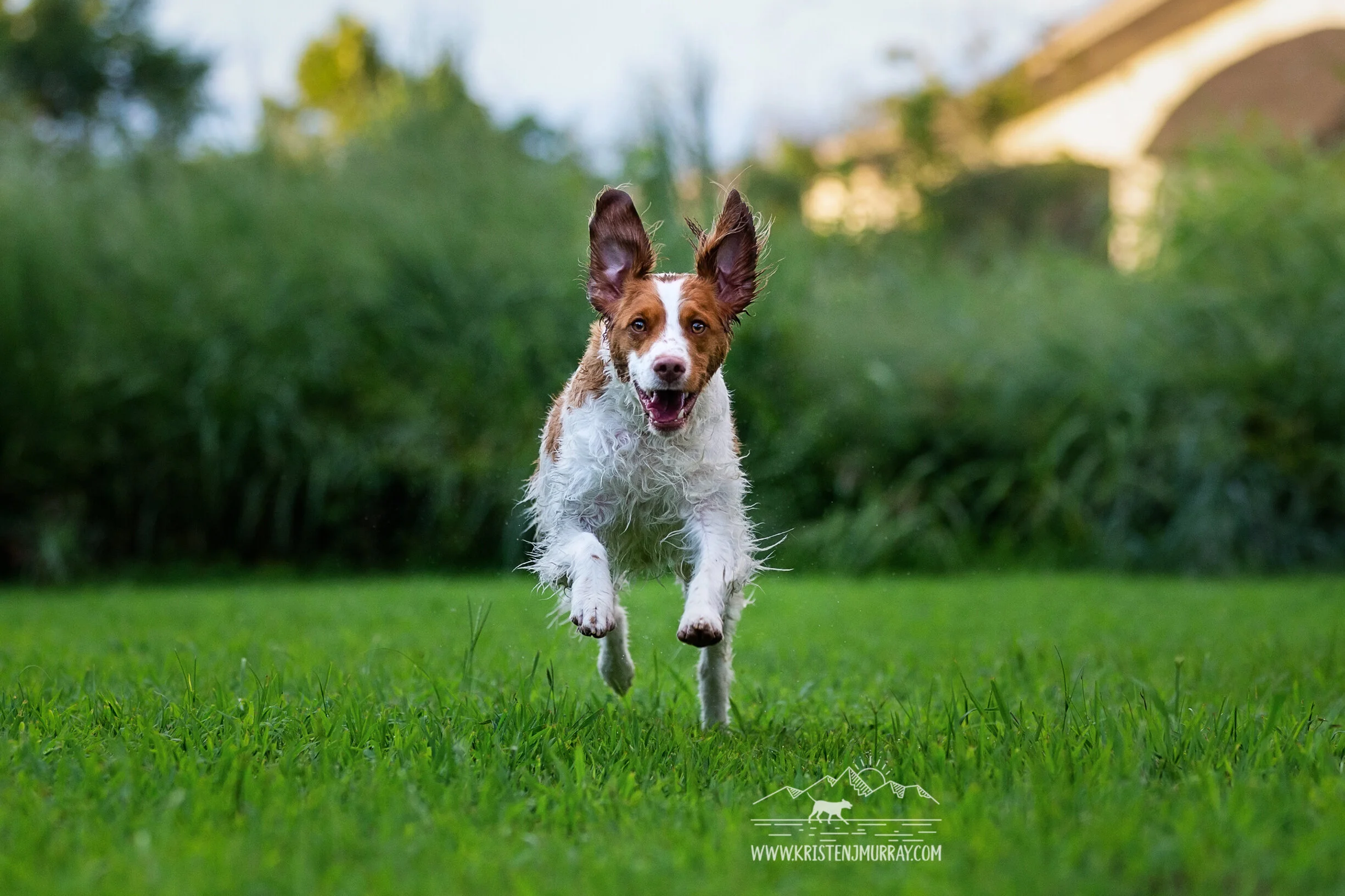 Brittany-running-in-field-under-lee-bridge-at-belle-isle-richmond-virginia-rva-Kristen-Murray-Photography.jpg