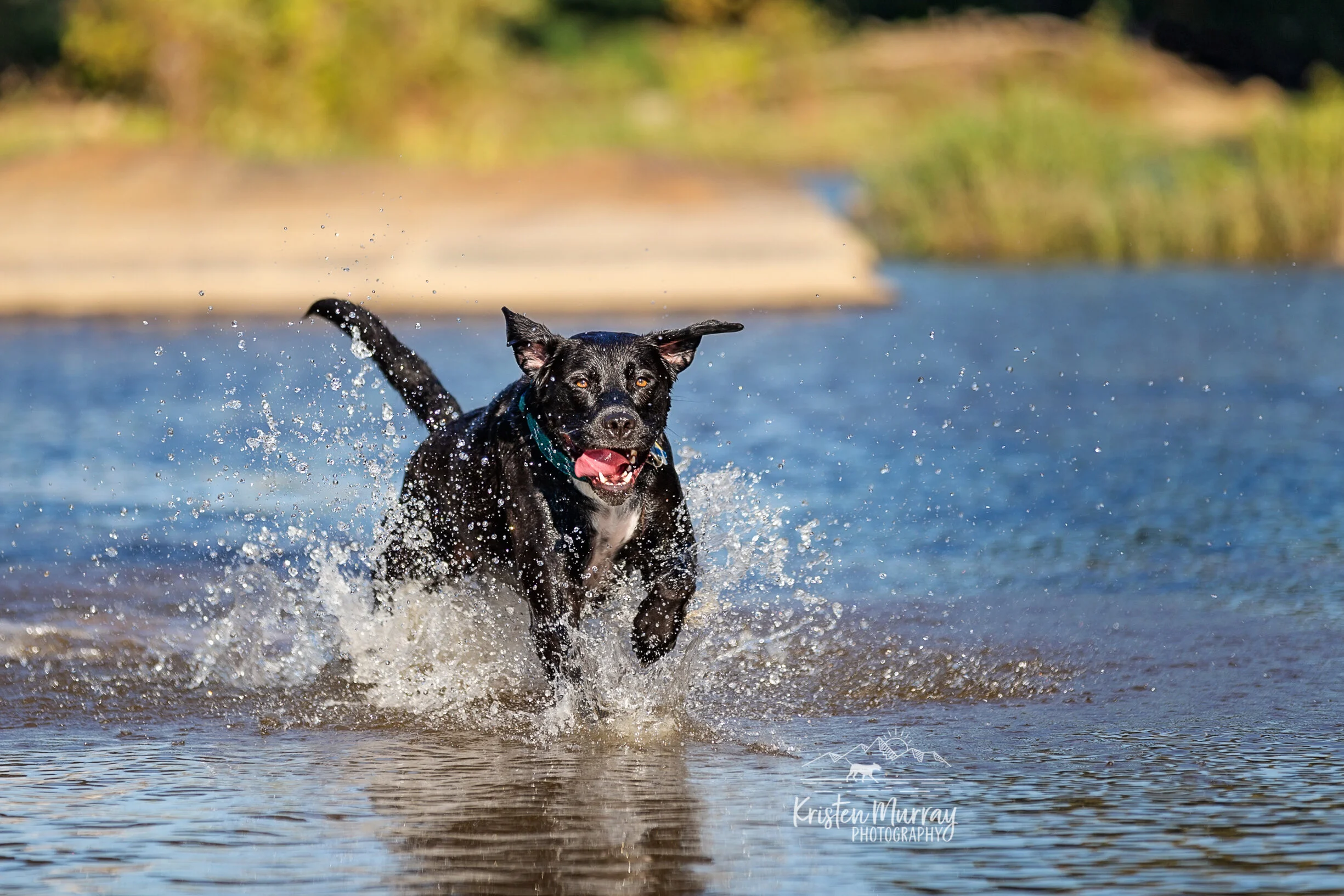 black-lab-dane-splashing-in-water-belle-isle-richmond-virginia-rva-Kristen-Murray-Photography.jpg