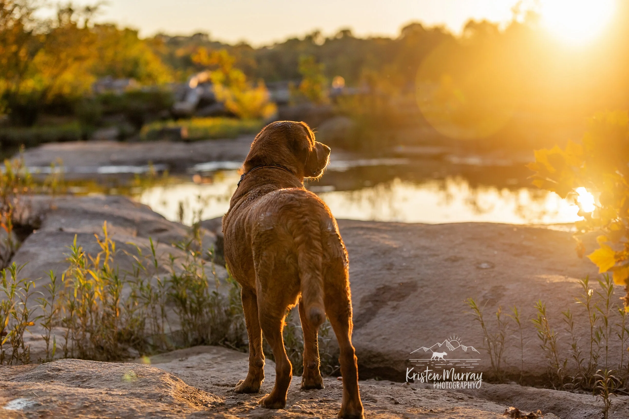red-lab-sunset-belle-isle-richmond-virginia-rva-Kristen-Murray-Photography.jpg