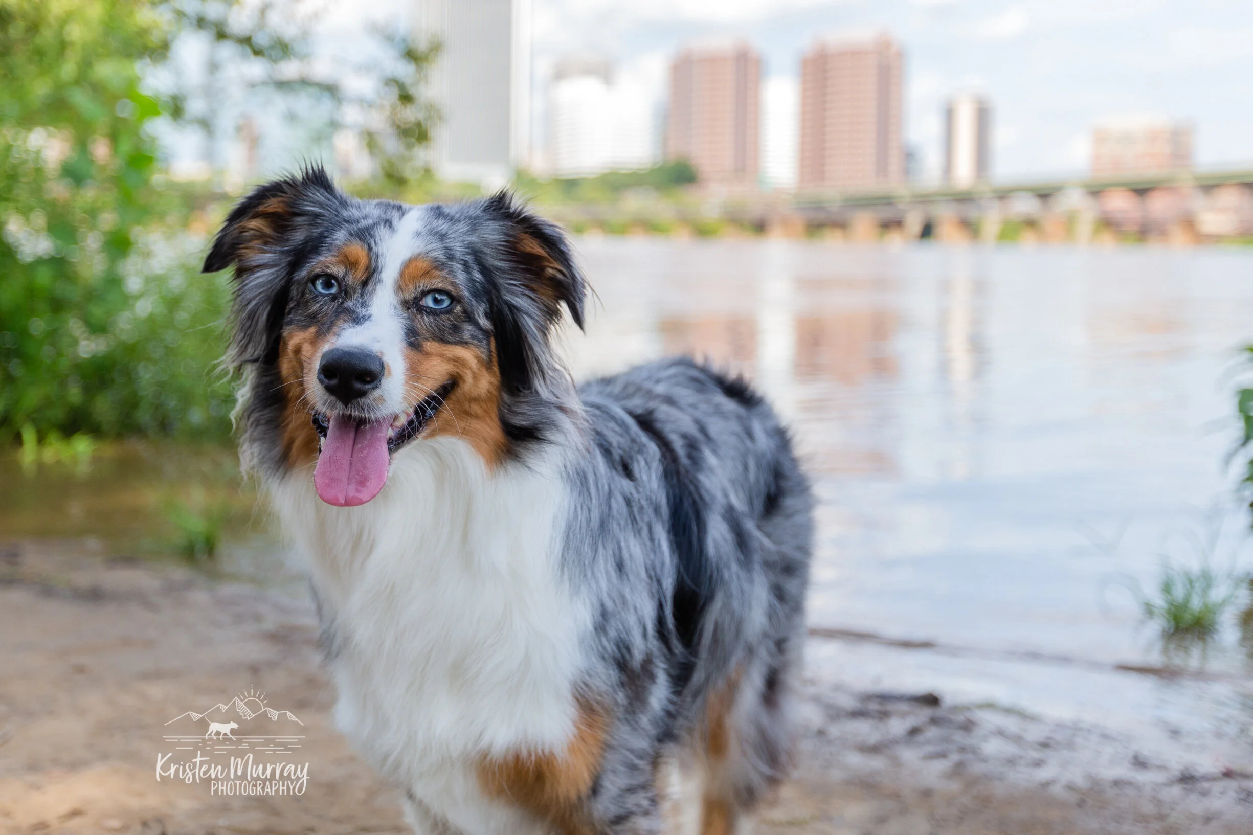 australian-shepherd-overlooking-city-belle-isle-richmond-virginia-rva-Kristen-Murray-Photography.jpg