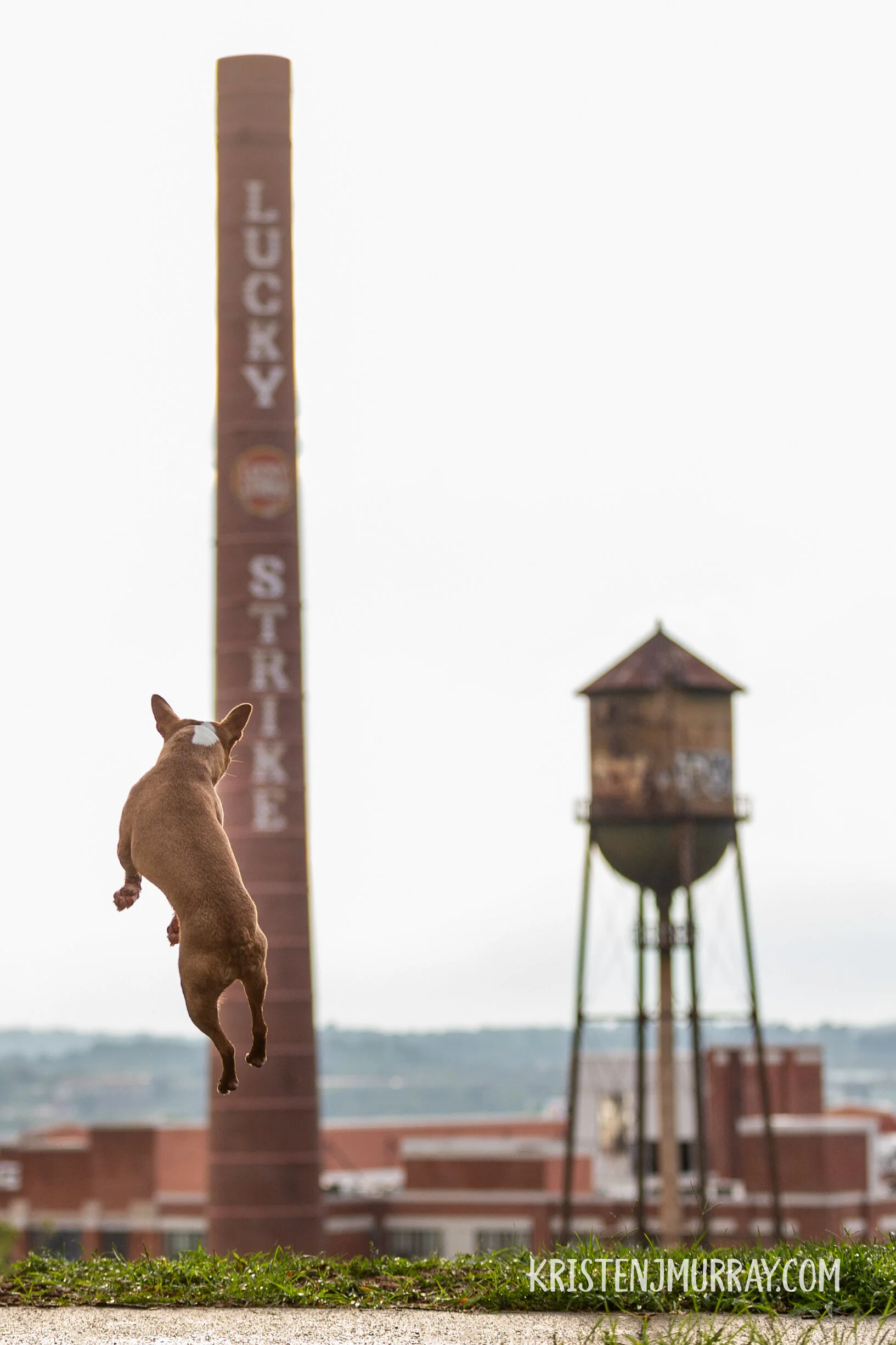 red-boston-terrier-leaping-in-air-lucky-strike-building-libby-hill-KristenMurrayPhotography.jpg